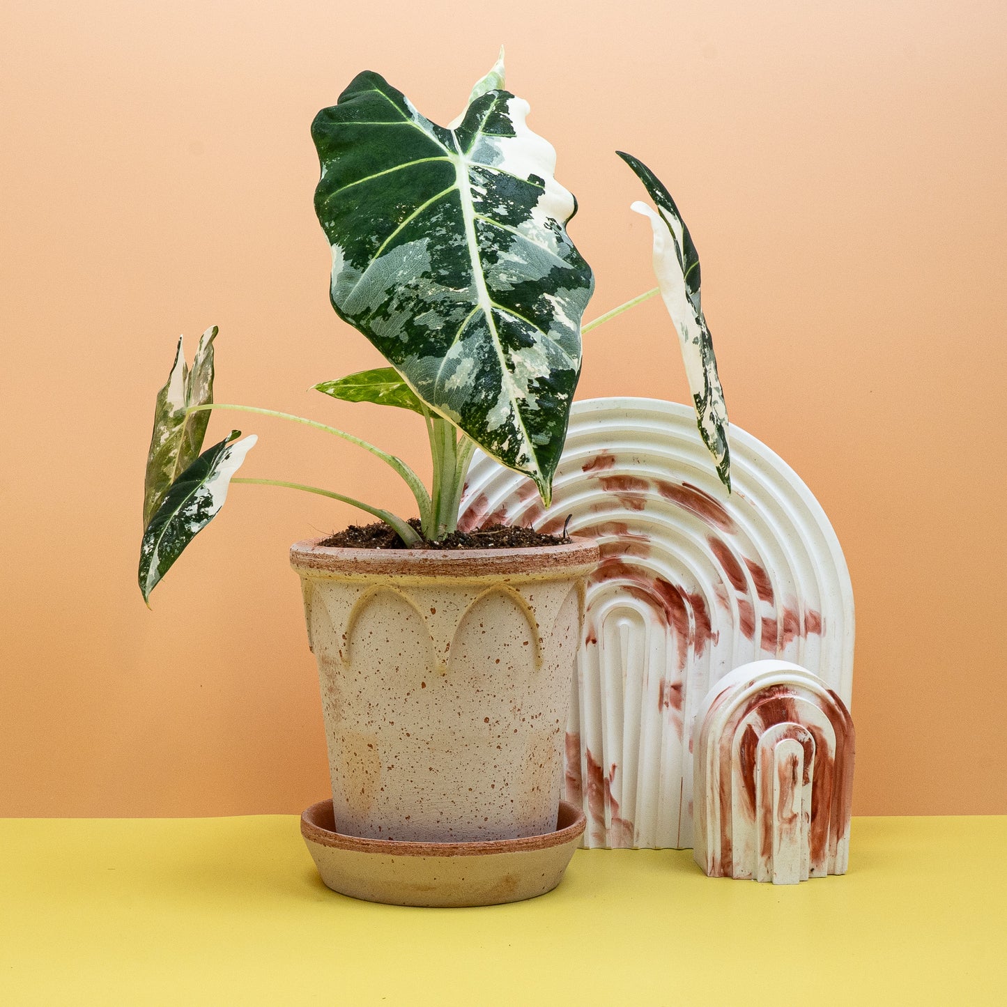 ALOCASIA FRYDEK VARIEGATA online bestellen bei potflourri