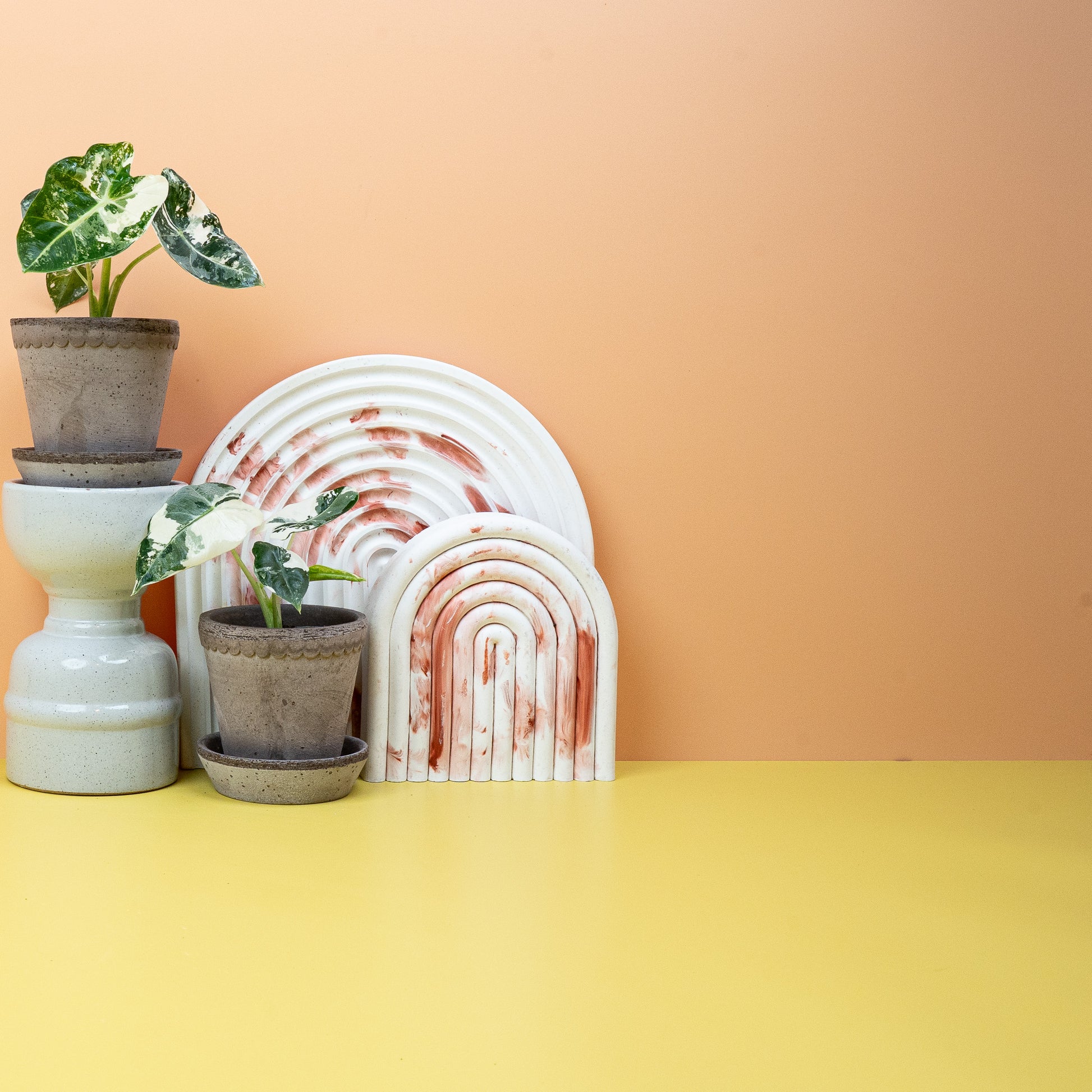ALOCASIA FRYDEK VARIEGATA online bestellen bei potflourri