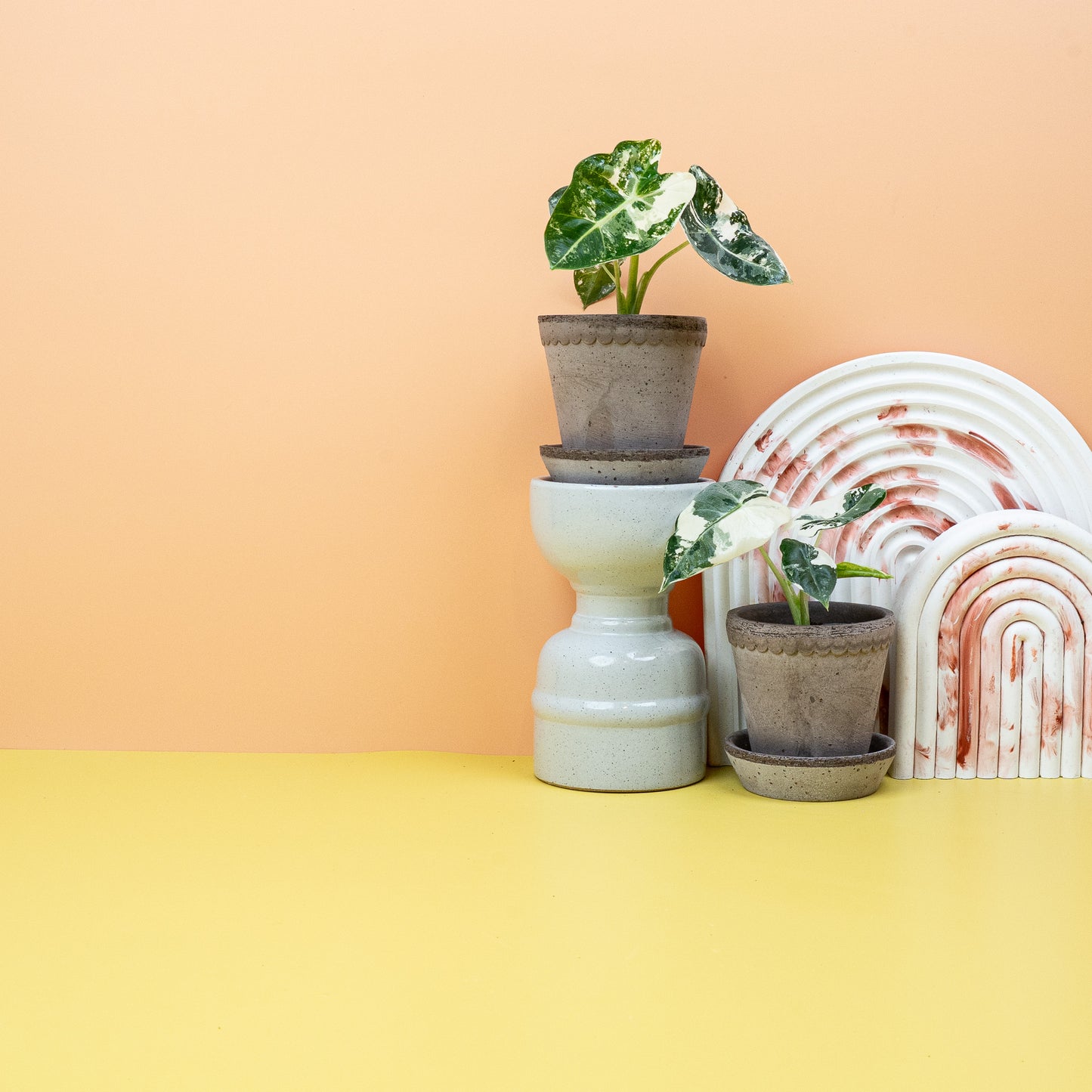 ALOCASIA FRYDEK VARIEGATA online bestellen bei potflourri