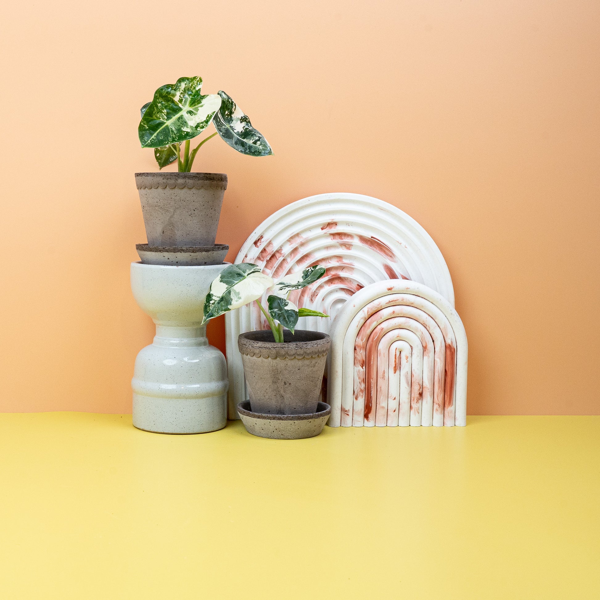 ALOCASIA FRYDEK VARIEGATA online bestellen bei potflourri