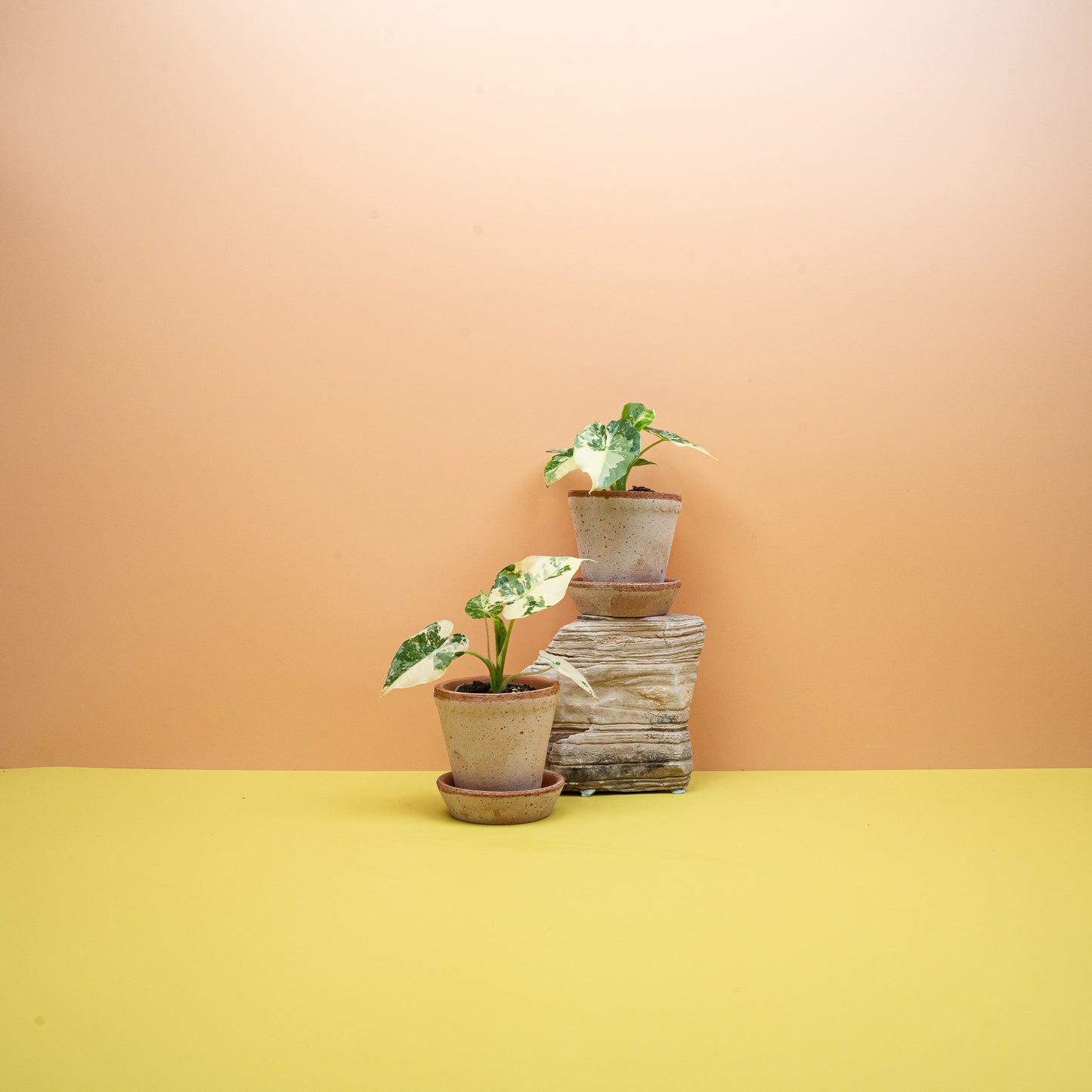 ALOCASIA GAGEANA VARIEGATA ABLO online bestellen bei potflourri