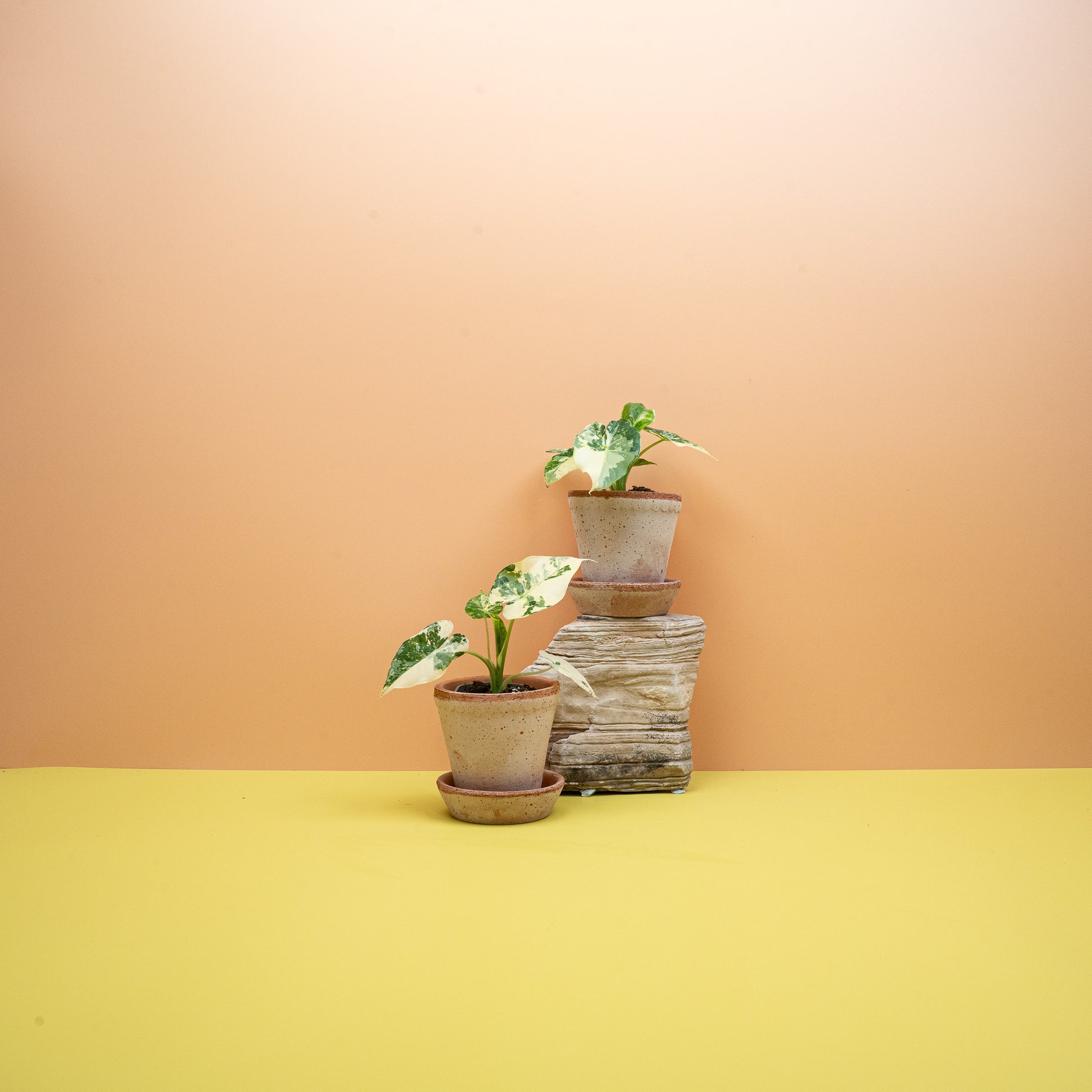 ALOCASIA GAGEANA VARIEGATA ABLO online bestellen bei potflourri