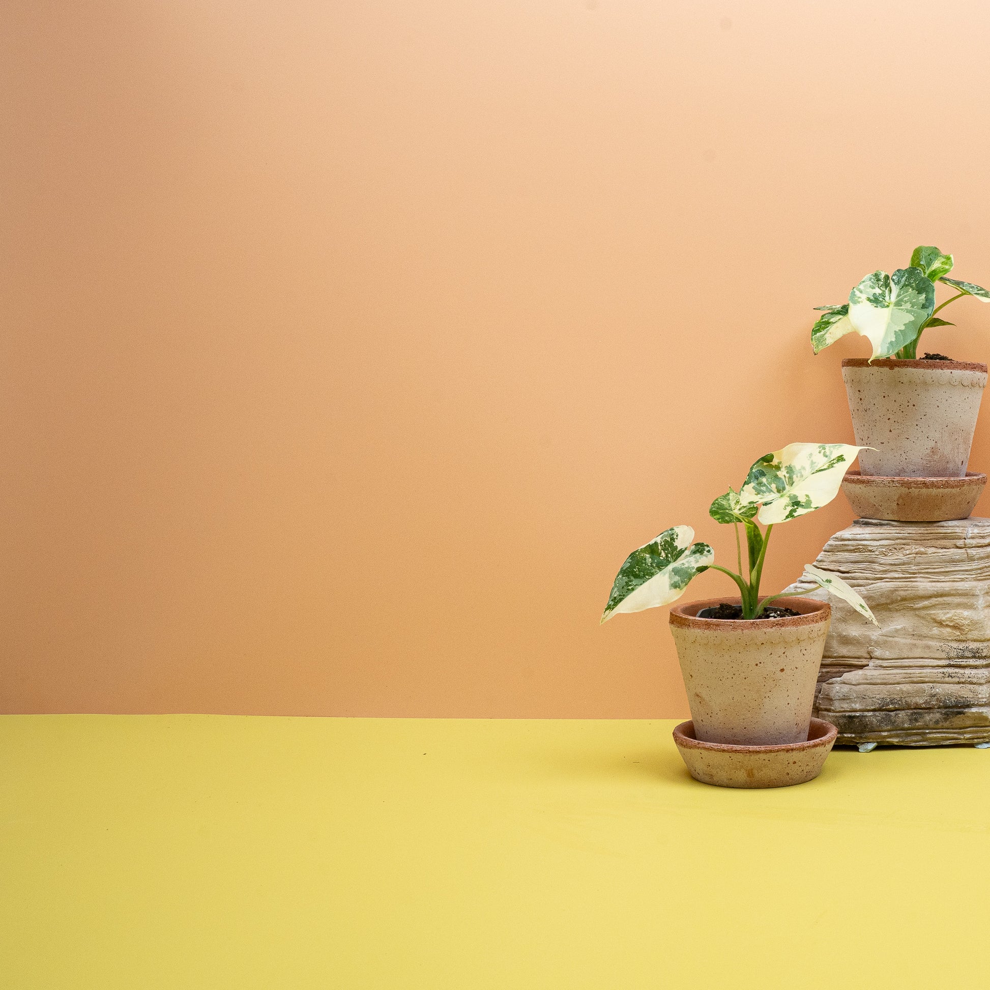 ALOCASIA GAGEANA VARIEGATA ABLO online bestellen bei potflourri