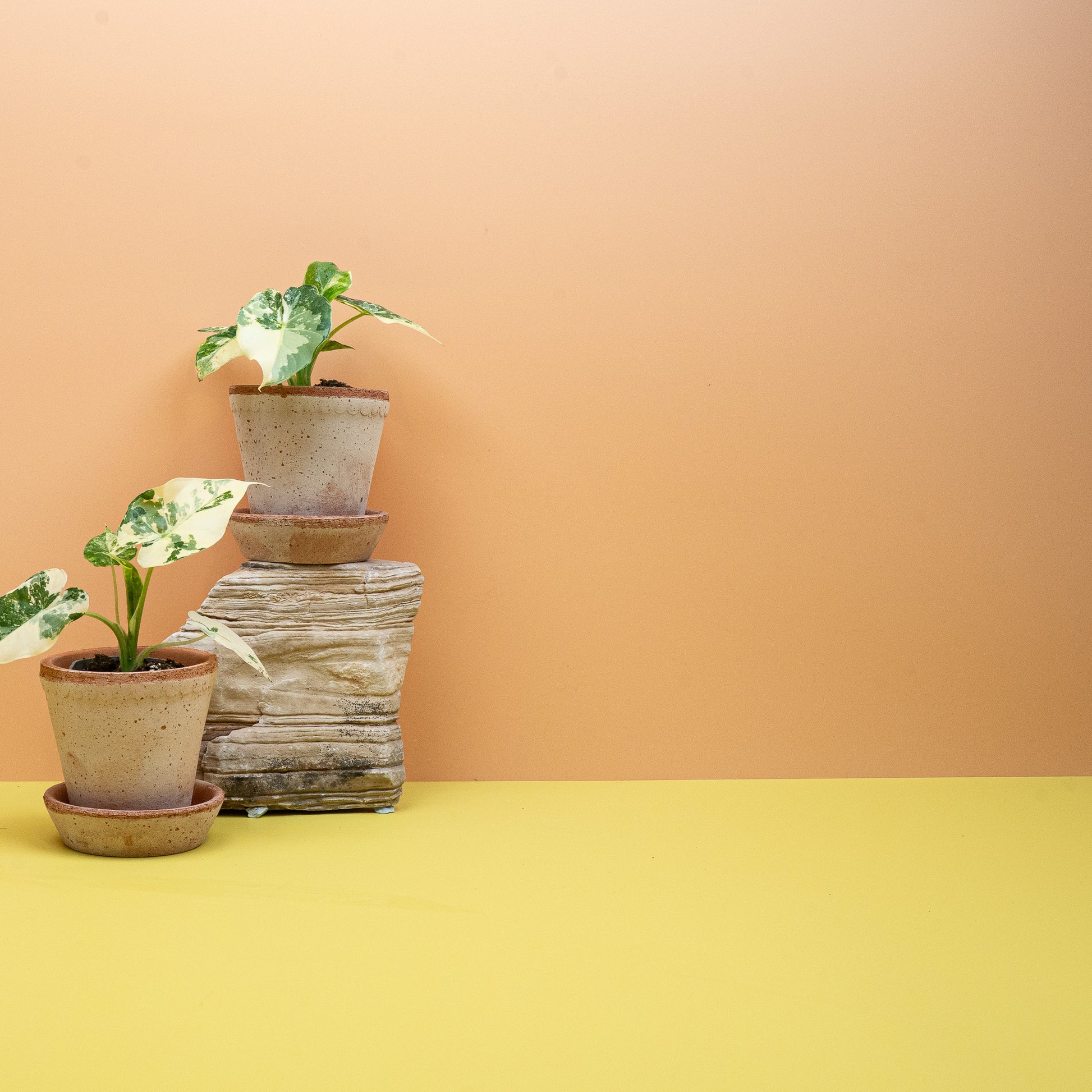 ALOCASIA GAGEANA VARIEGATA ABLO online bestellen bei potflourri