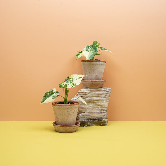 ALOCASIA GAGEANA VARIEGATA ABLO online bestellen bei potflourri