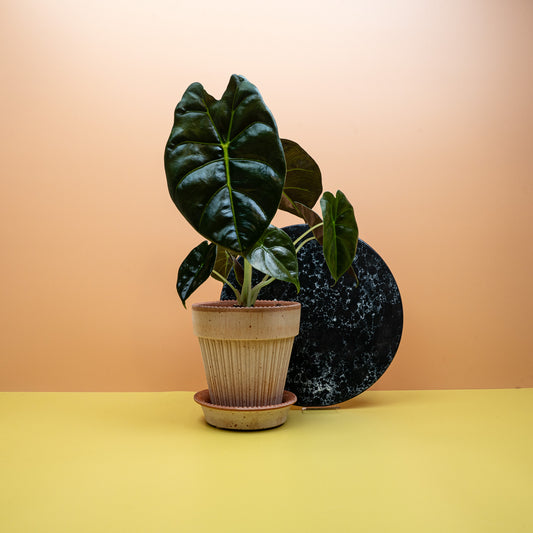 ALOCASIA GOLDEN BONE online bestellen bei potflourri