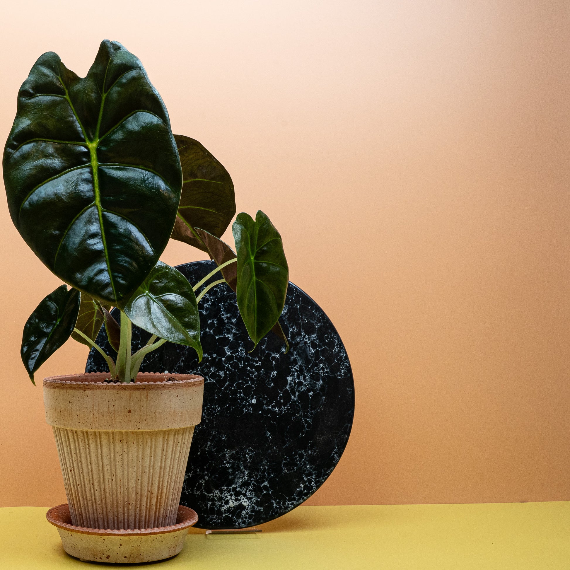 ALOCASIA GOLDEN BONE online bestellen bei potflourri