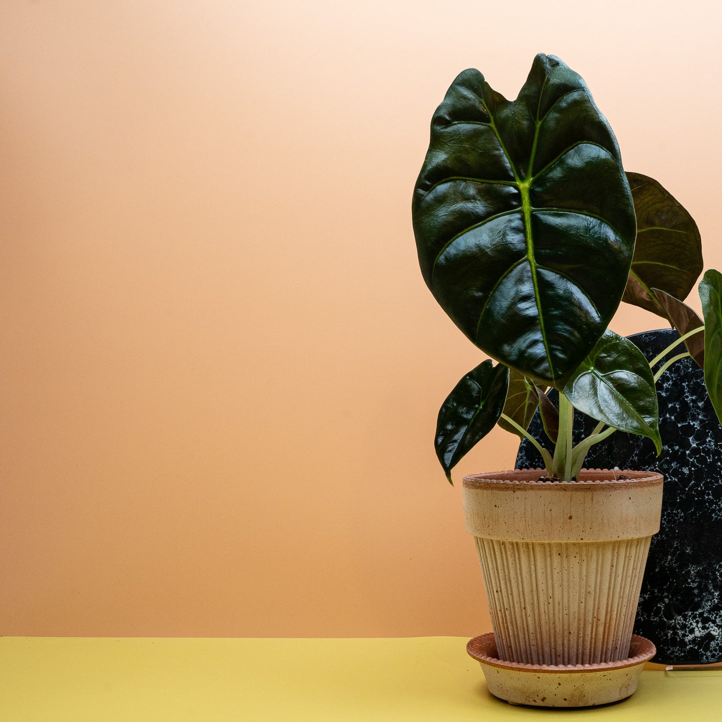 ALOCASIA GOLDEN BONE online bestellen bei potflourri