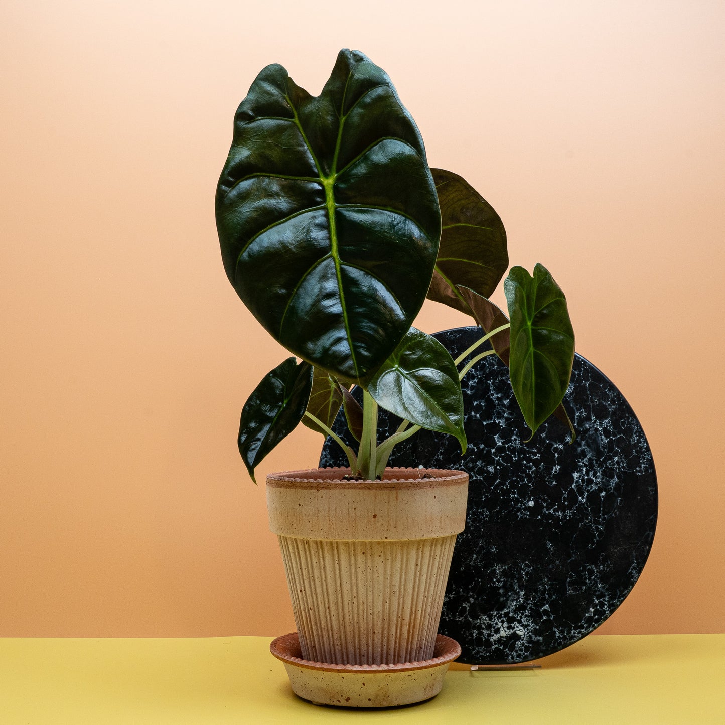 ALOCASIA GOLDEN BONE online bestellen bei potflourri