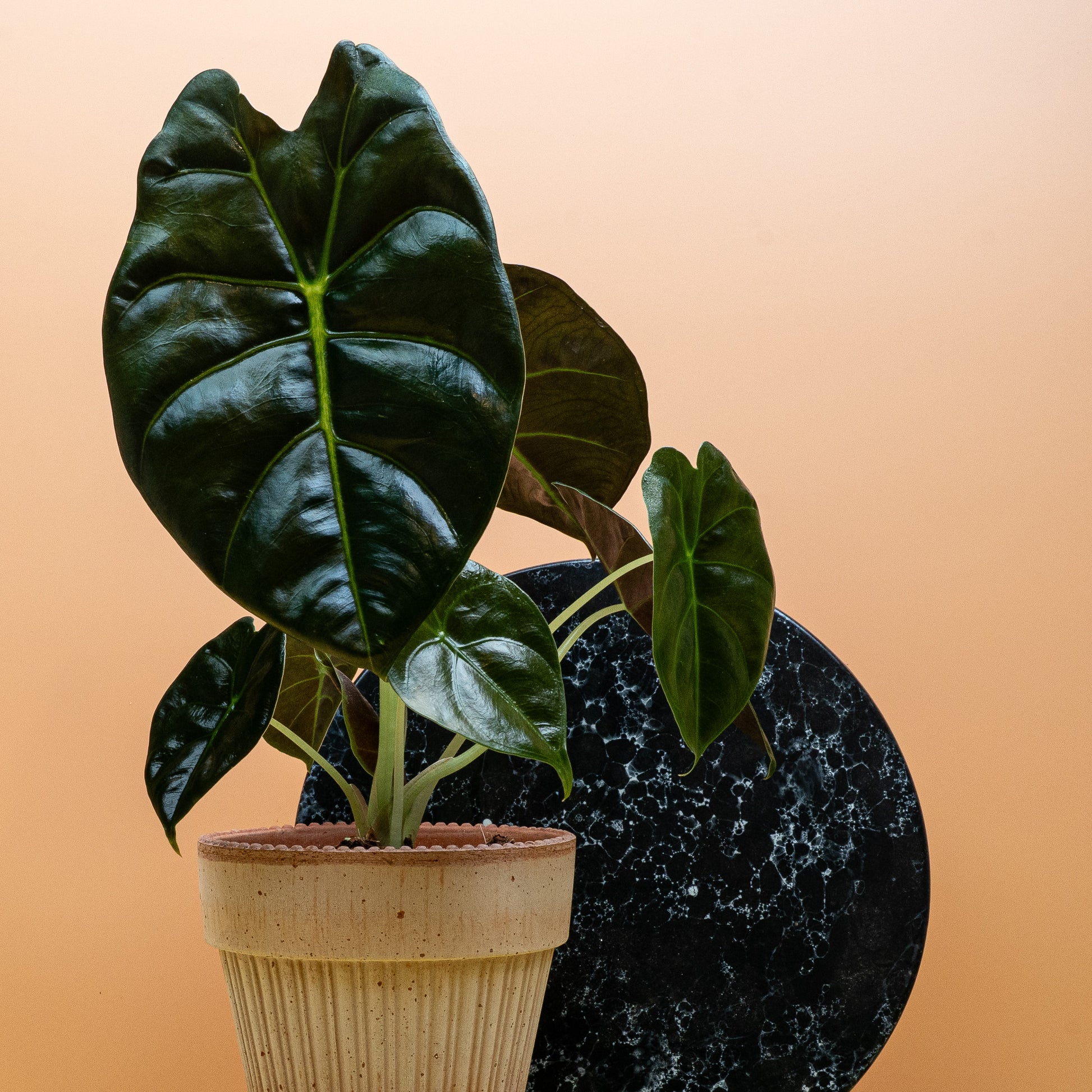 ALOCASIA GOLDEN BONE online bestellen bei potflourri
