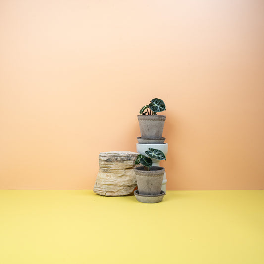 ALOCASIA HEART BALLON online bestellen bei potflourri