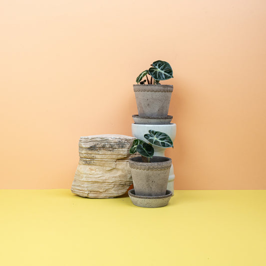 ALOCASIA HEART BALLON online bestellen bei potflourri