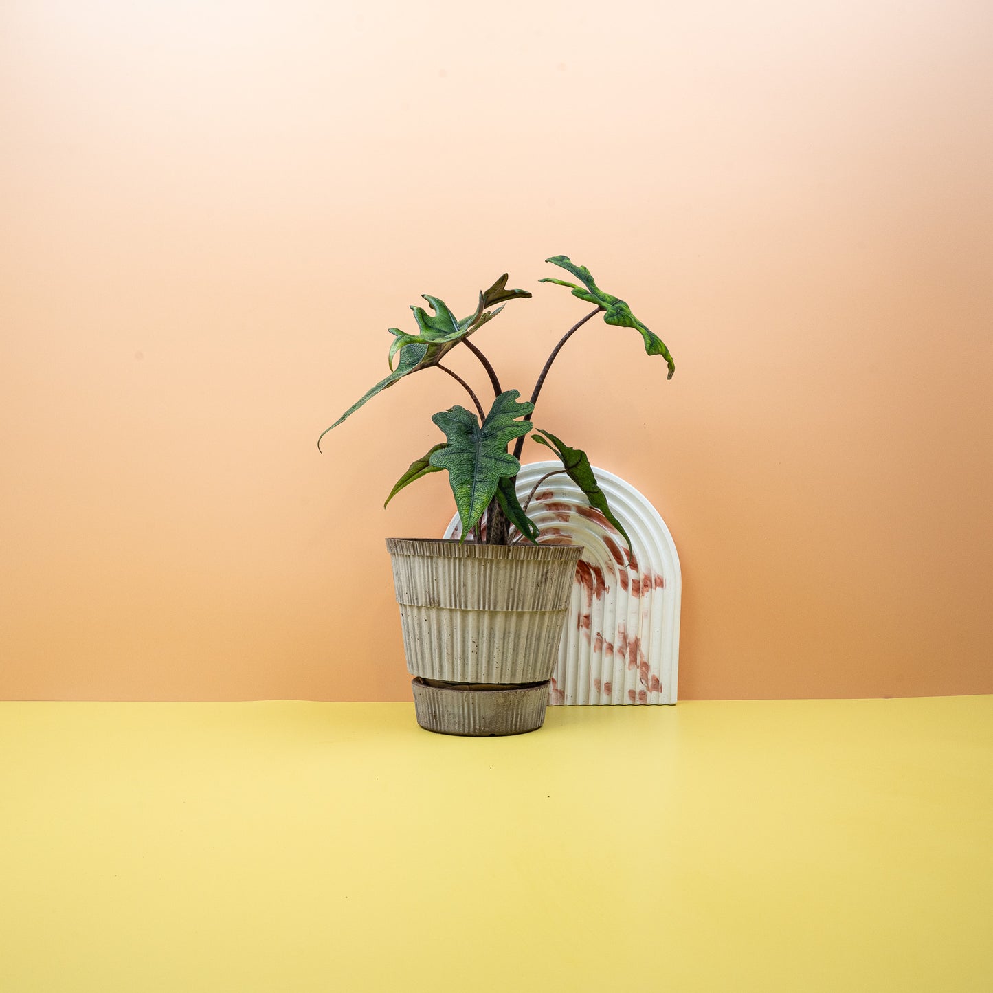 ALOCASIA JACKLYN online bestellen bei potflourri