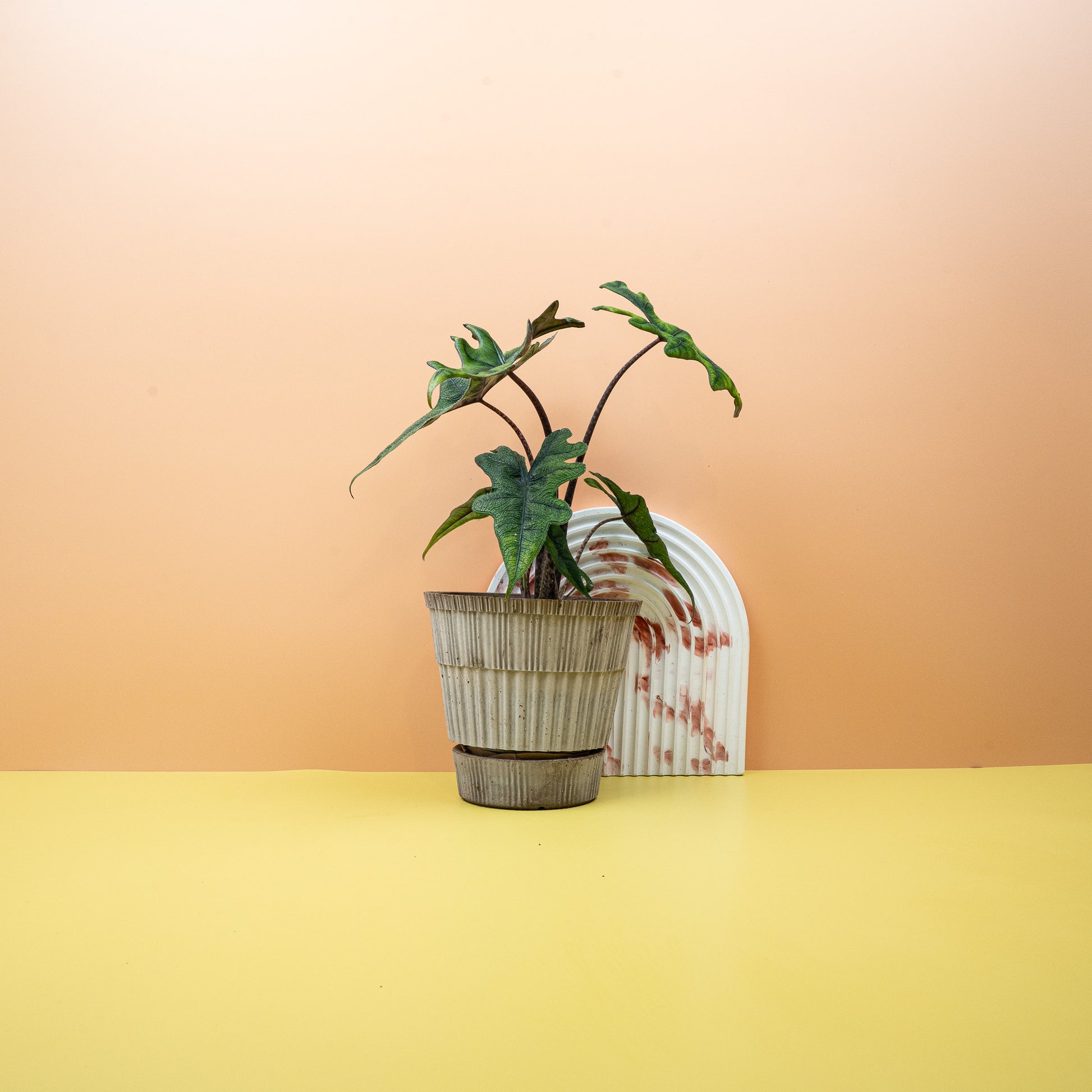 ALOCASIA JACKLYN online bestellen bei potflourri