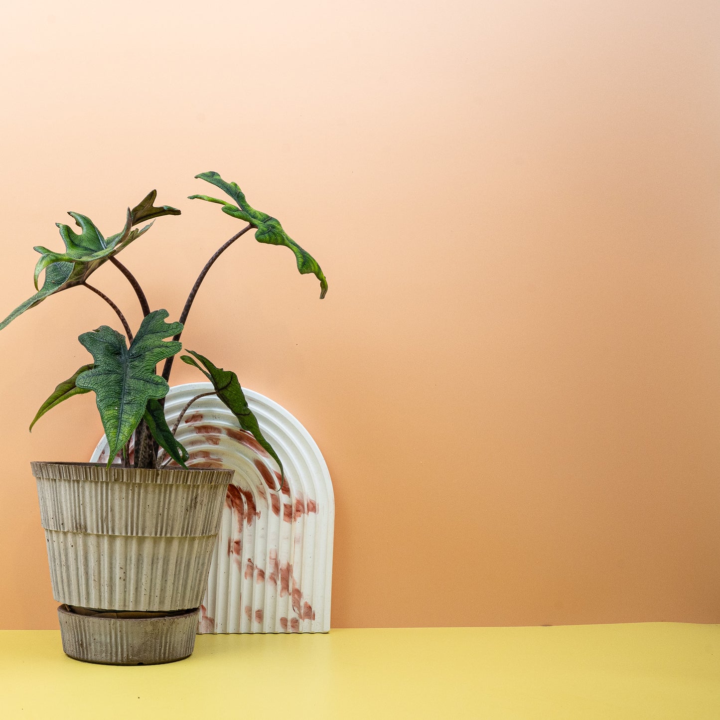 ALOCASIA JACKLYN online bestellen bei potflourri