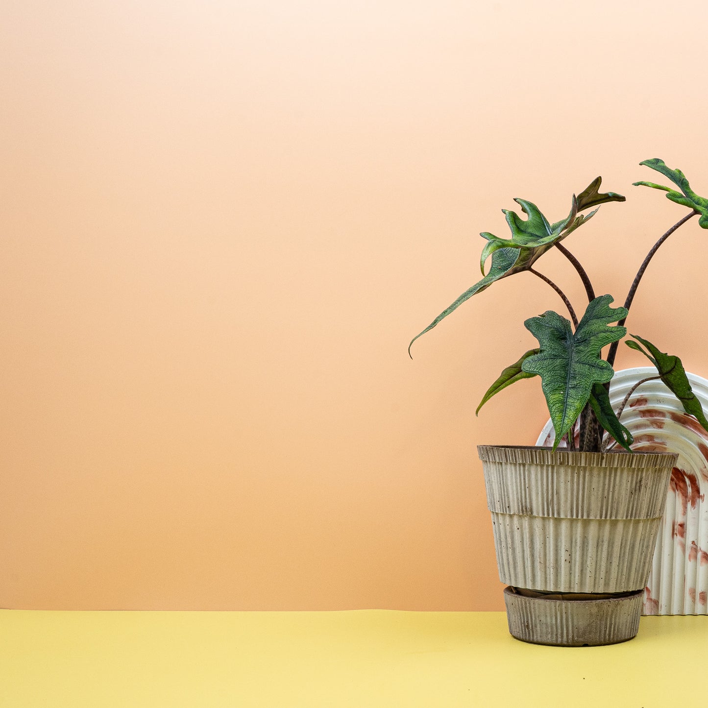 ALOCASIA JACKLYN online bestellen bei potflourri