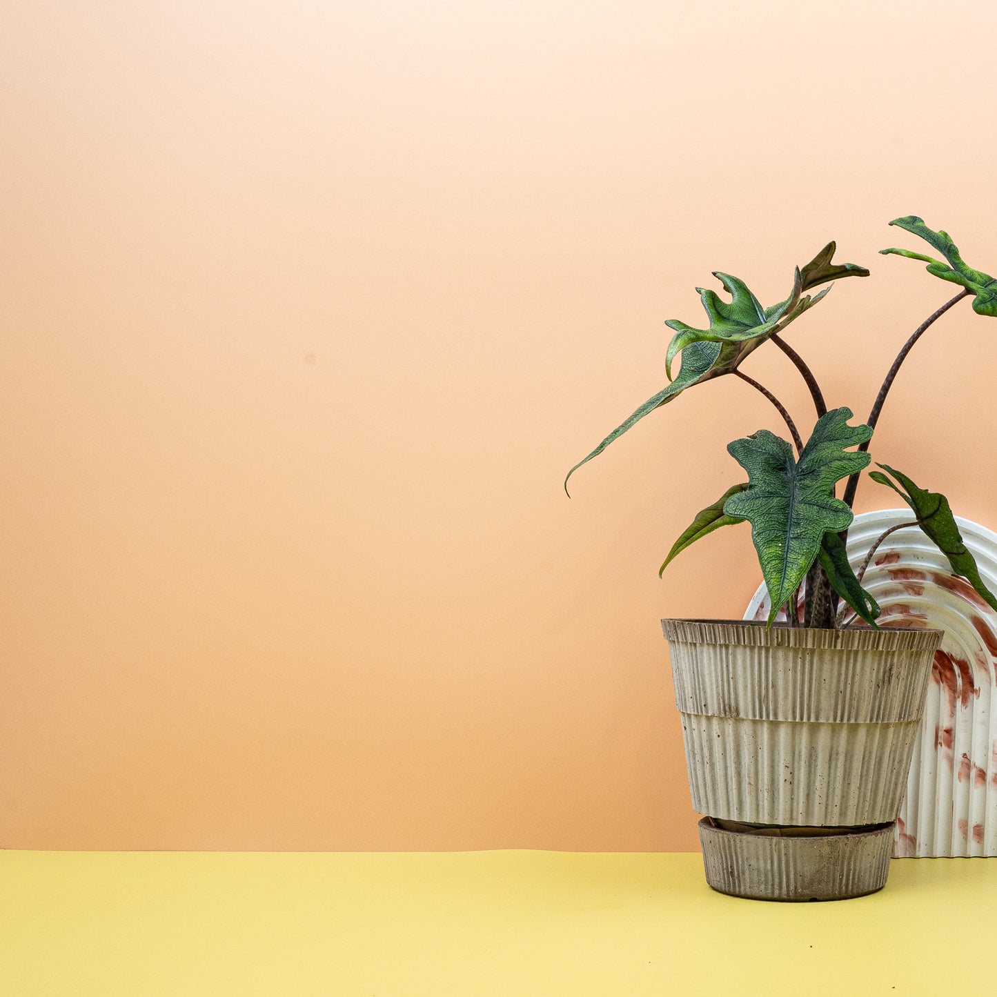 ALOCASIA JACKLYN online bestellen bei potflourri