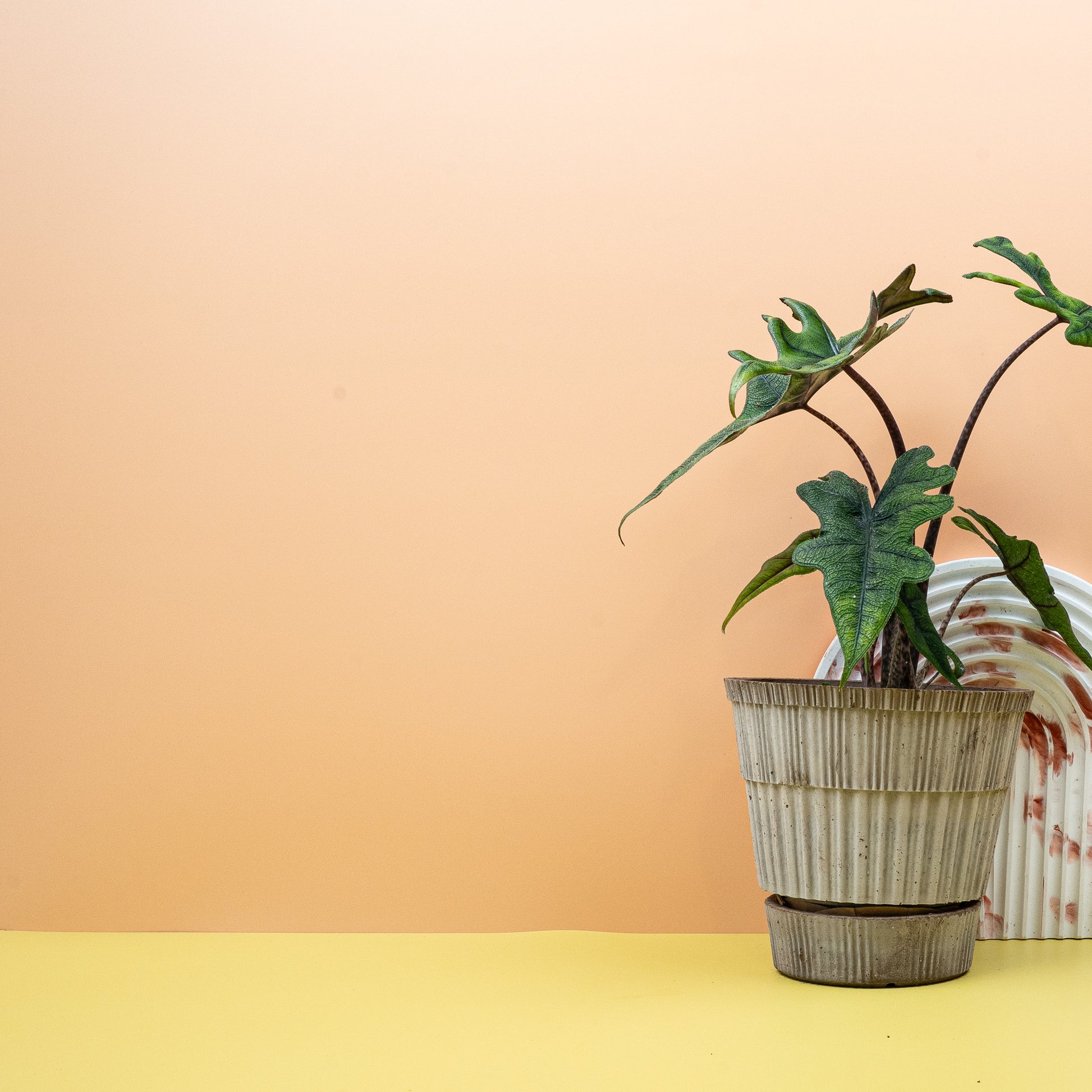 ALOCASIA JACKLYN online bestellen bei potflourri