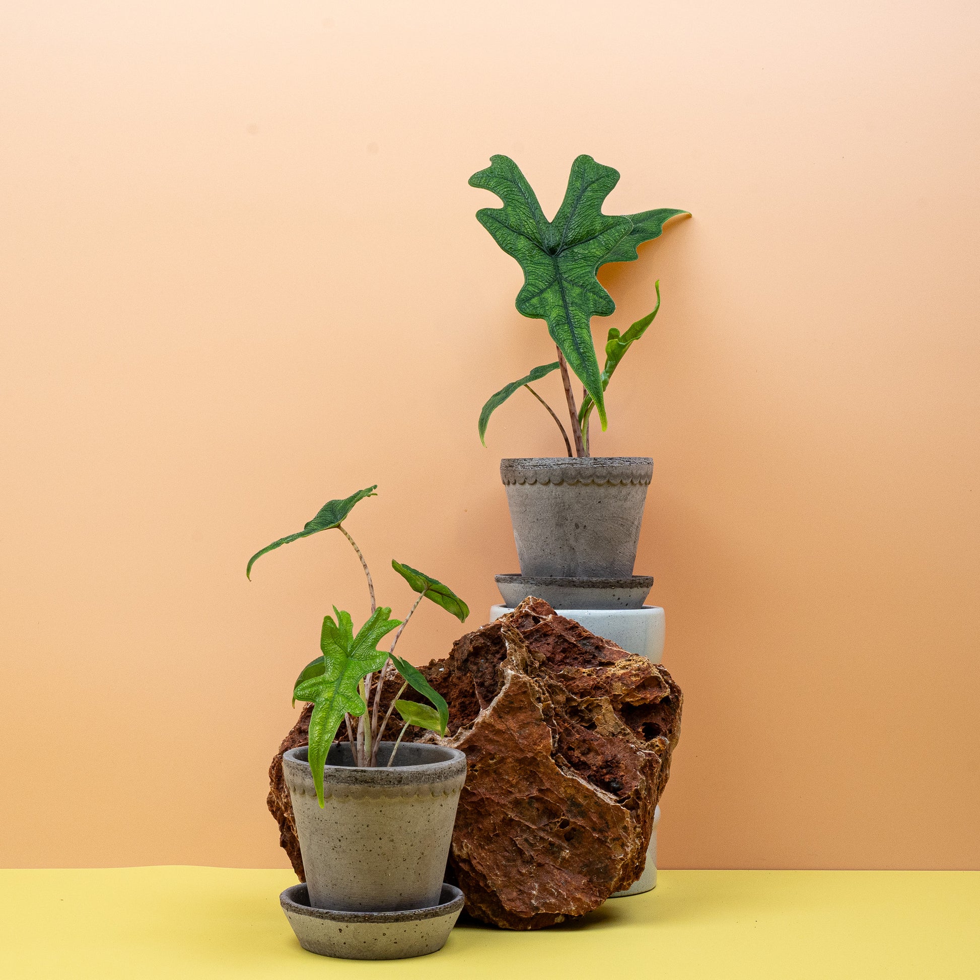 ALOCASIA JACKLYN online bestellen bei potflourri