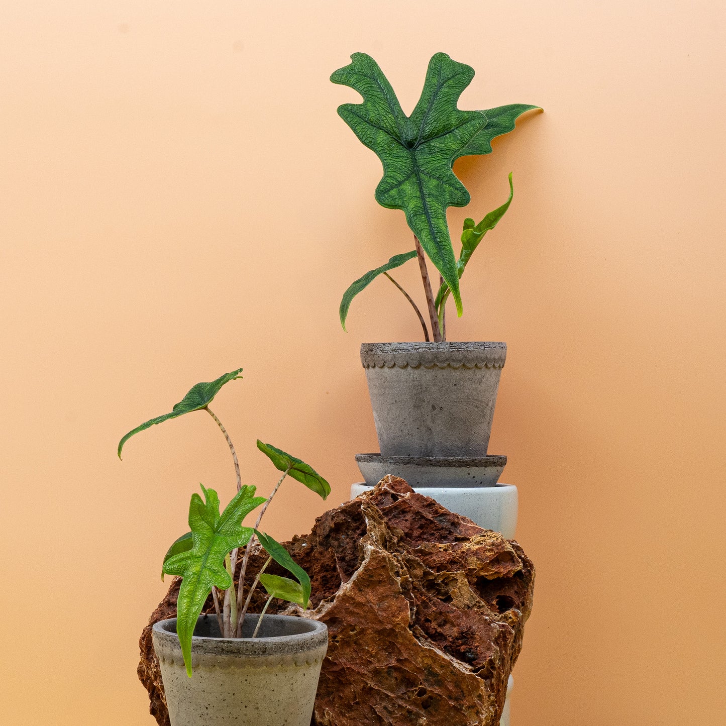 ALOCASIA JACKLYN online bestellen bei potflourri