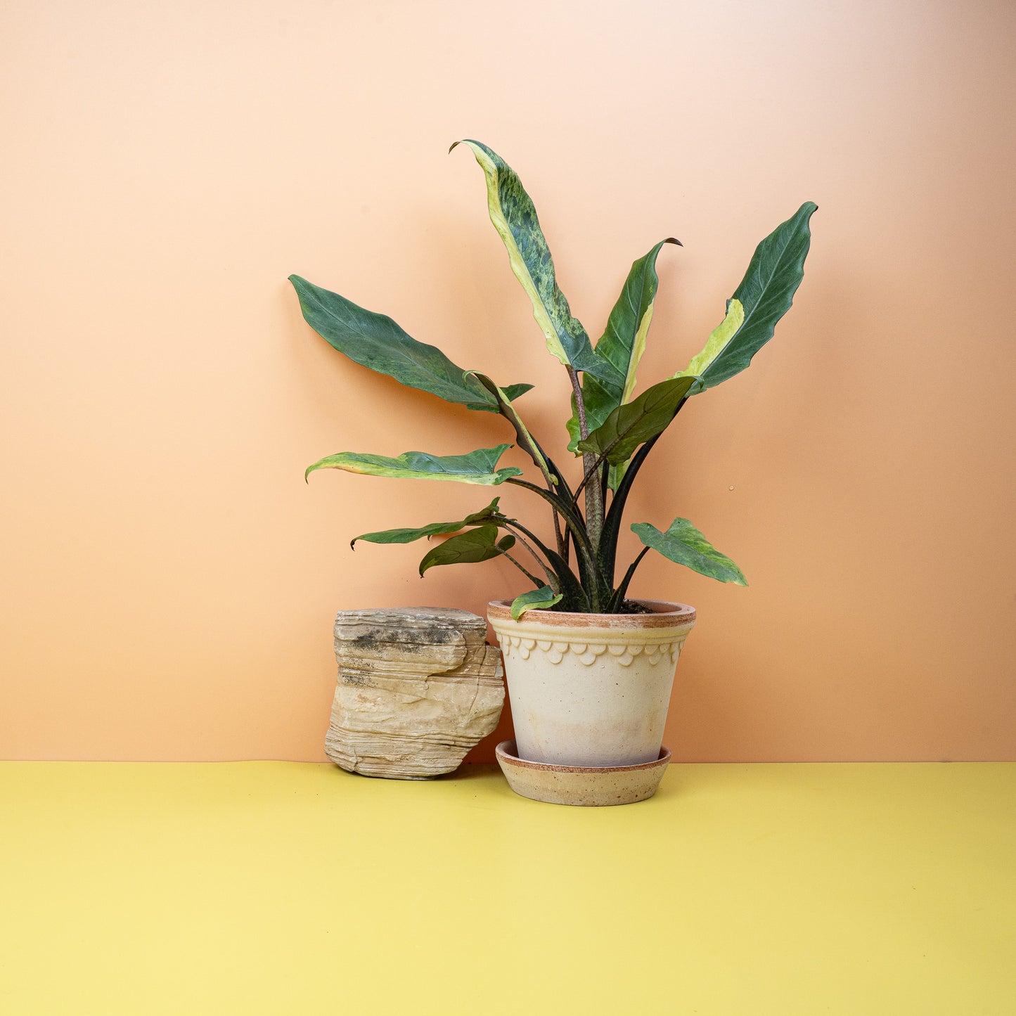 ALOCASIA LAUTERBACHIANA VARIEGATA AUREA online bestellen bei potflourri