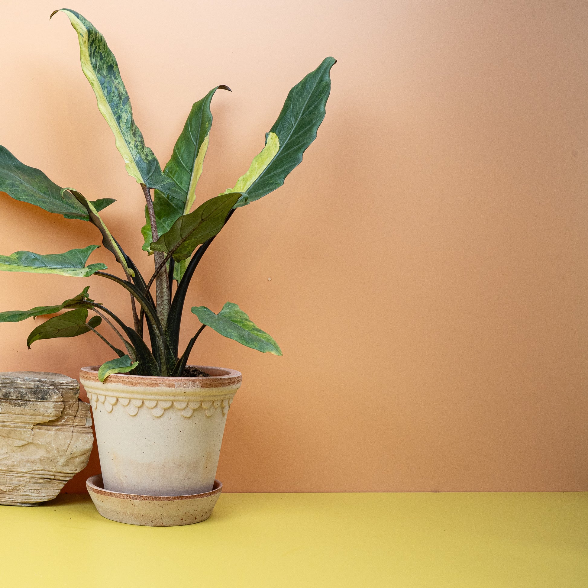 ALOCASIA LAUTERBACHIANA VARIEGATA AUREA online bestellen bei potflourri
