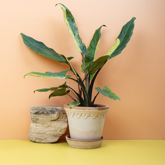 ALOCASIA LAUTERBACHIANA VARIEGATA AUREA online bestellen bei potflourri