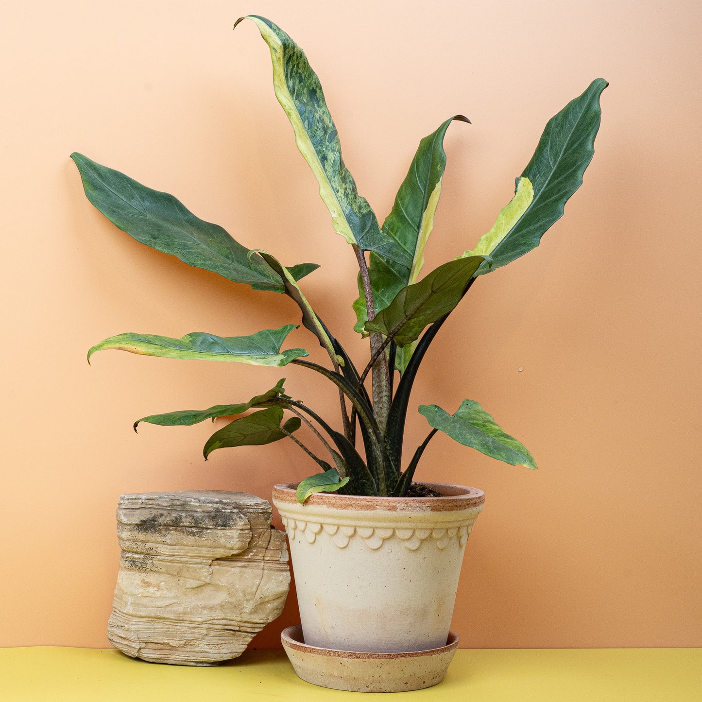 ALOCASIA LAUTERBACHIANA VARIEGATA AUREA online bestellen bei potflourri