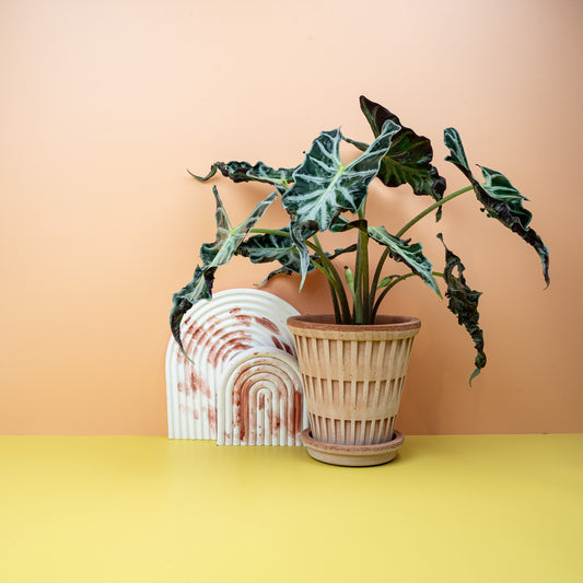 ALOCASIA LOCO online bestellen bei potflourri