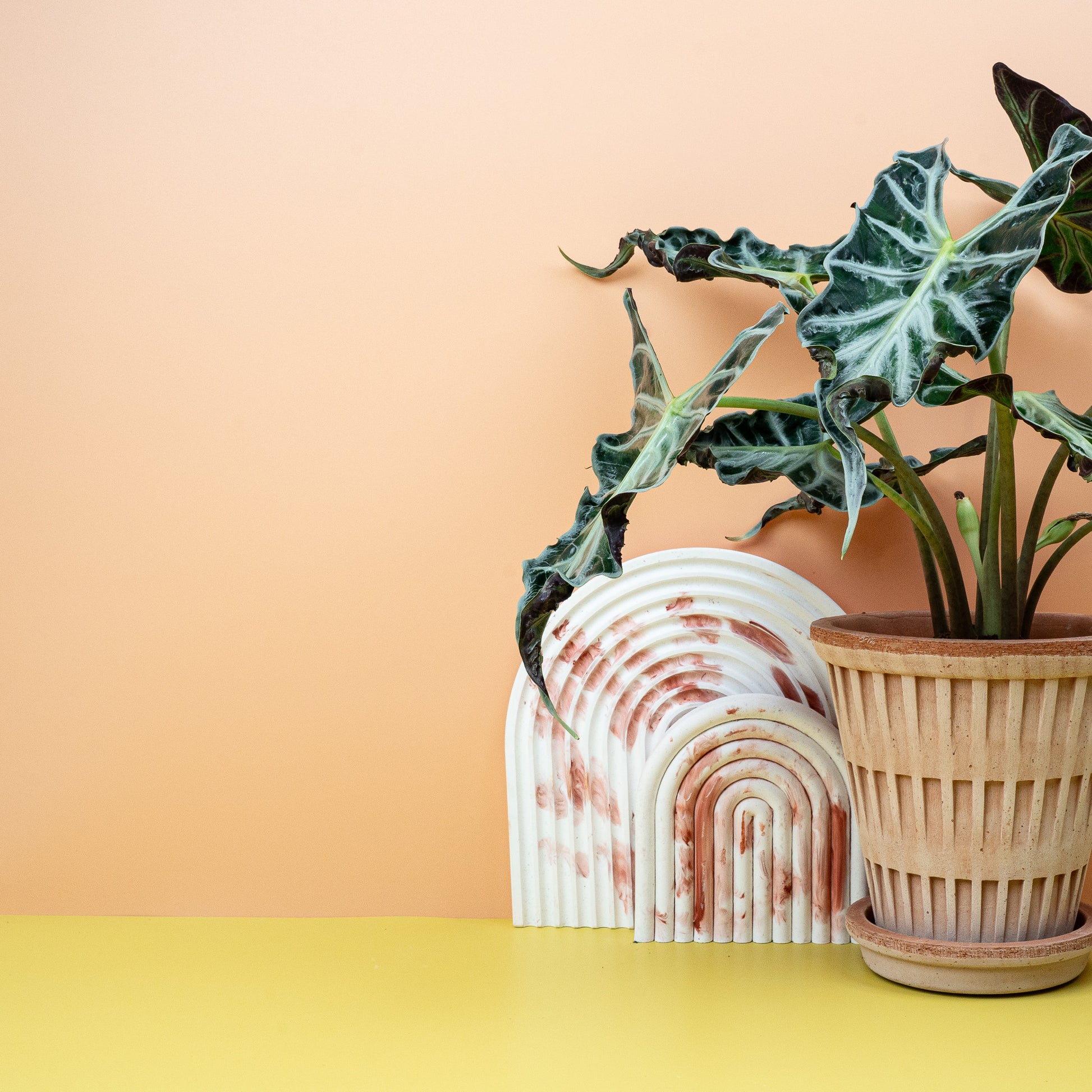 ALOCASIA LOCO online bestellen bei potflourri