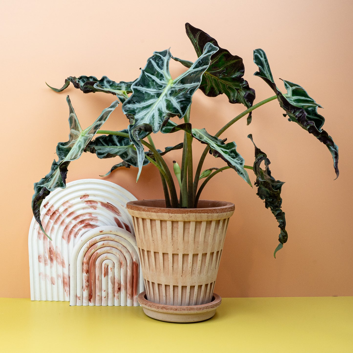 ALOCASIA LOCO online bestellen bei potflourri