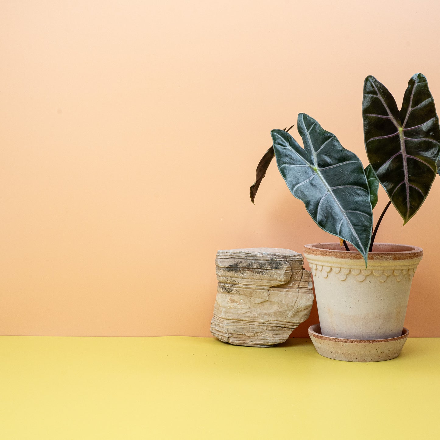 ALOCASIA LONGILOBA PURPLE VEIN online bestellen bei potflourri