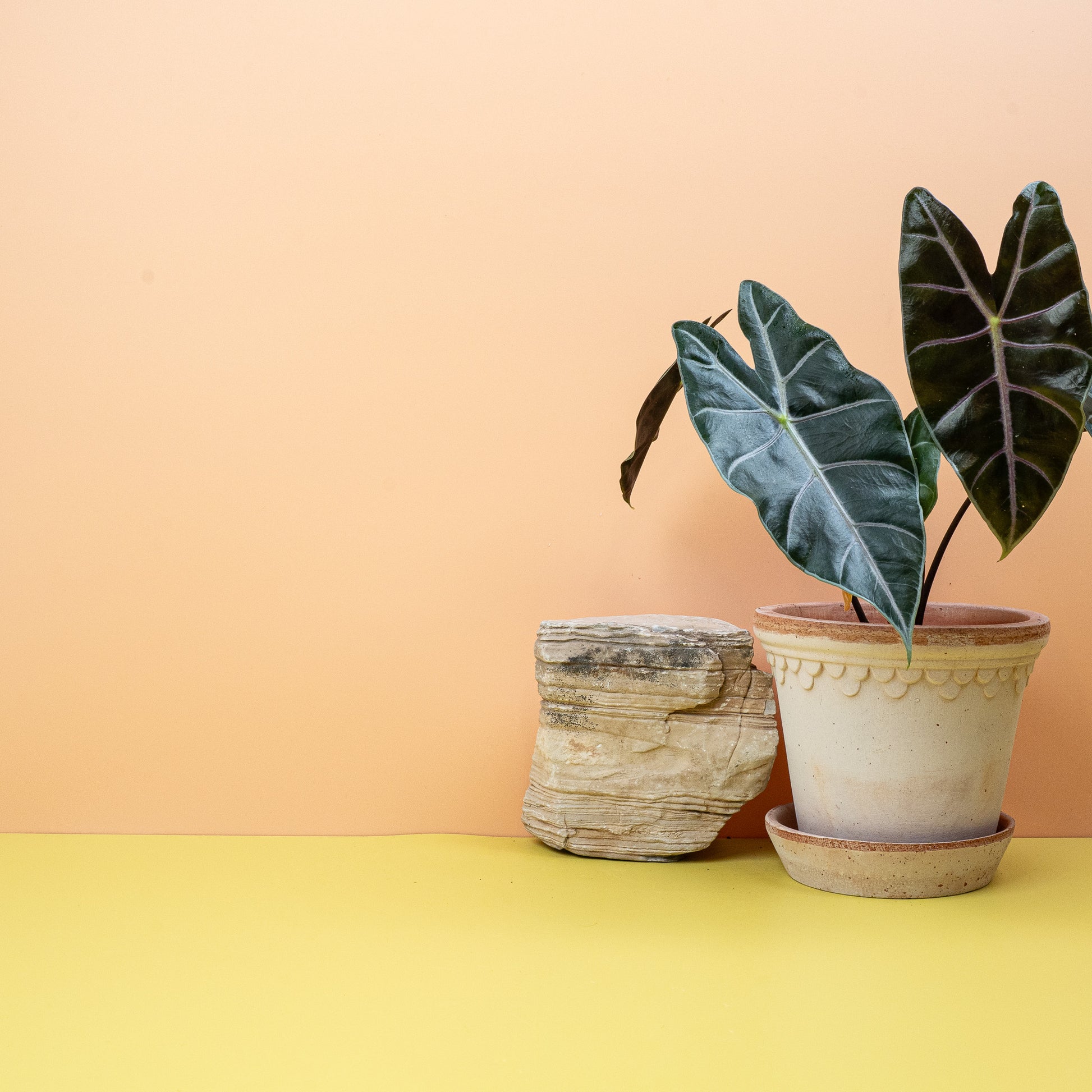 ALOCASIA LONGILOBA PURPLE VEIN online bestellen bei potflourri