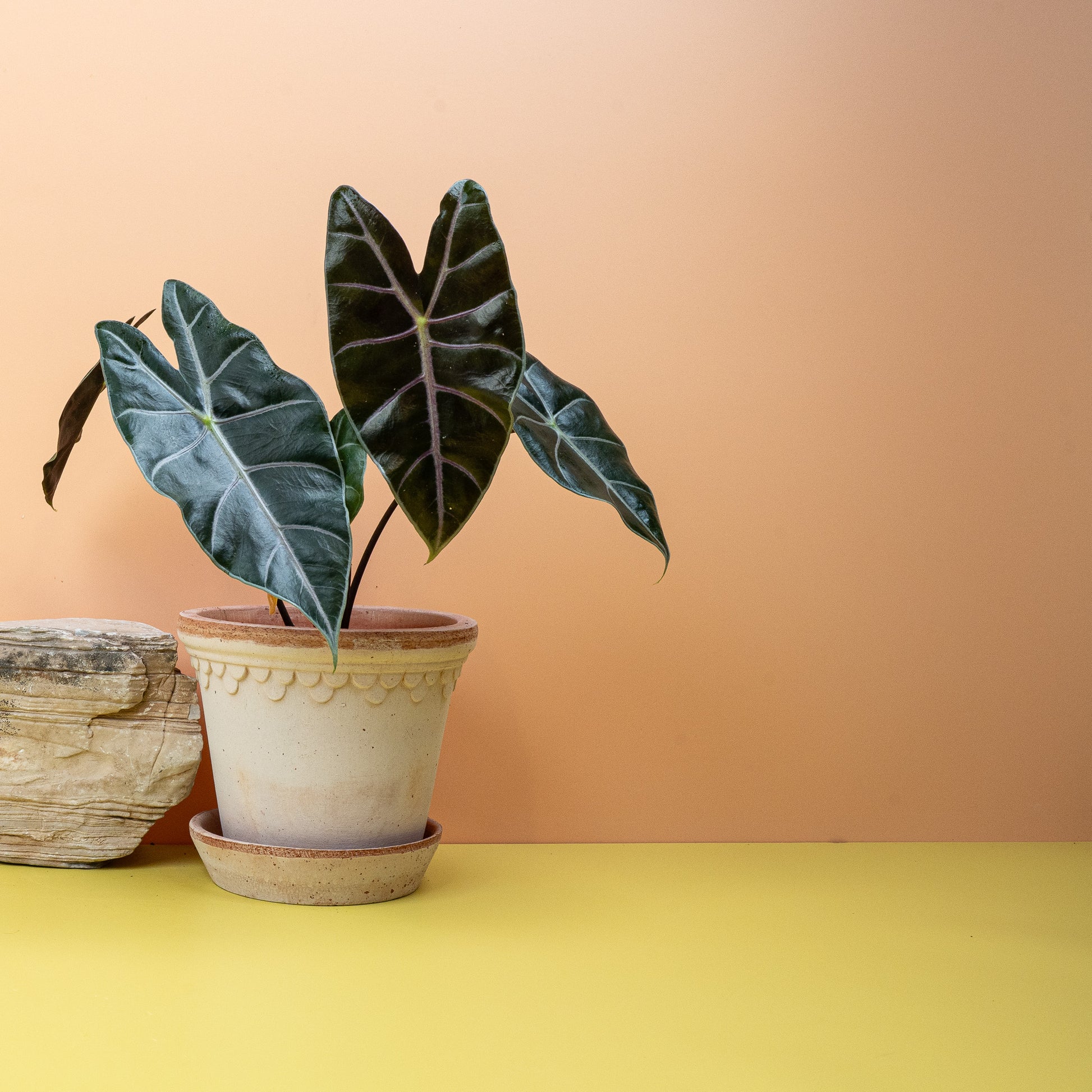 ALOCASIA LONGILOBA PURPLE VEIN online bestellen bei potflourri