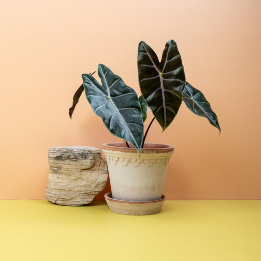 ALOCASIA LONGILOBA PURPLE VEIN online bestellen bei potflourri