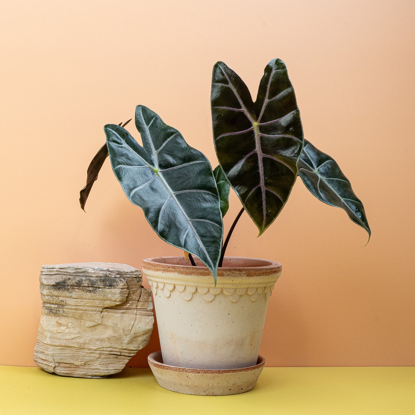 ALOCASIA LONGILOBA PURPLE VEIN online bestellen bei potflourri