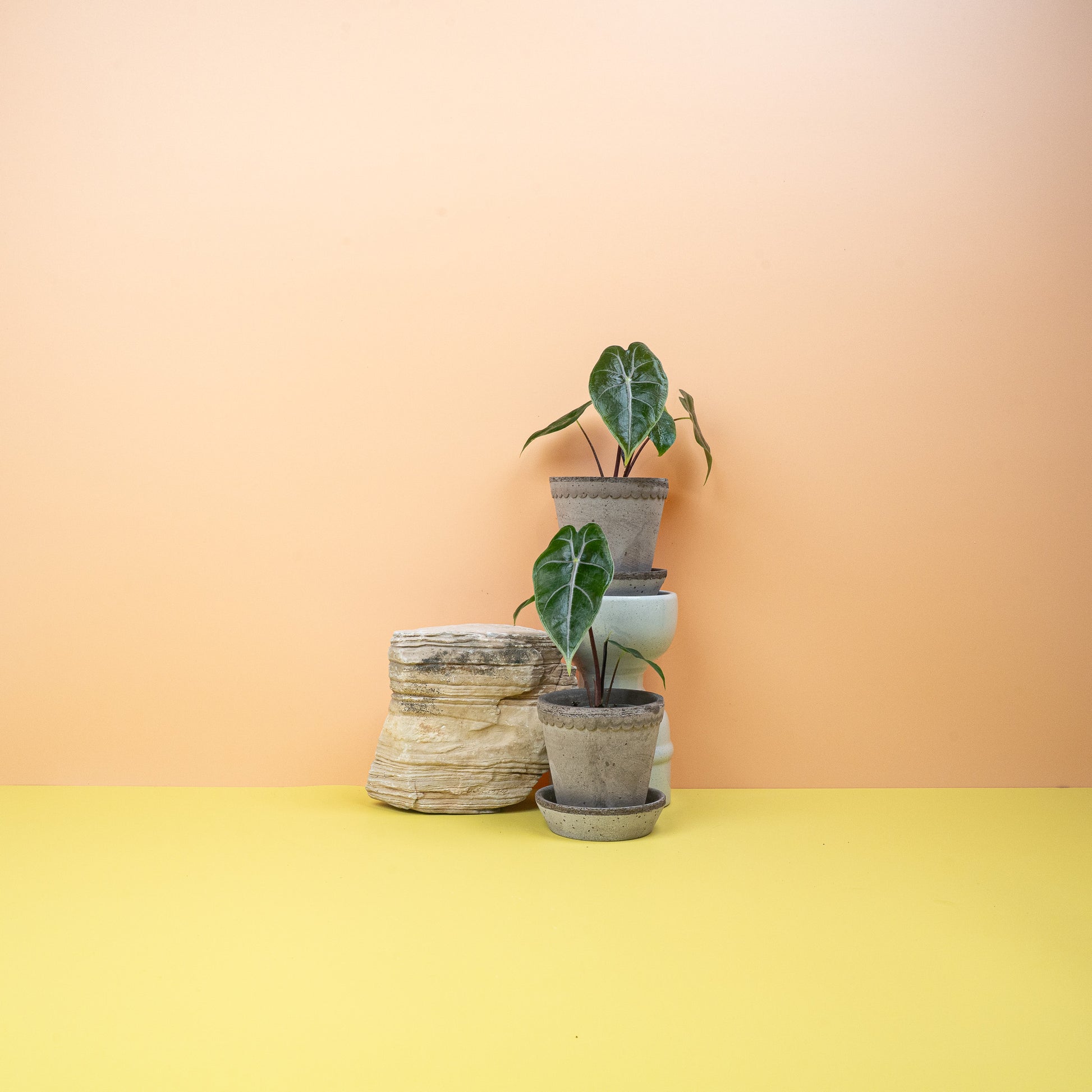 ALOCASIA LONGILOBA PURPLE VEIN online bestellen bei potflourri