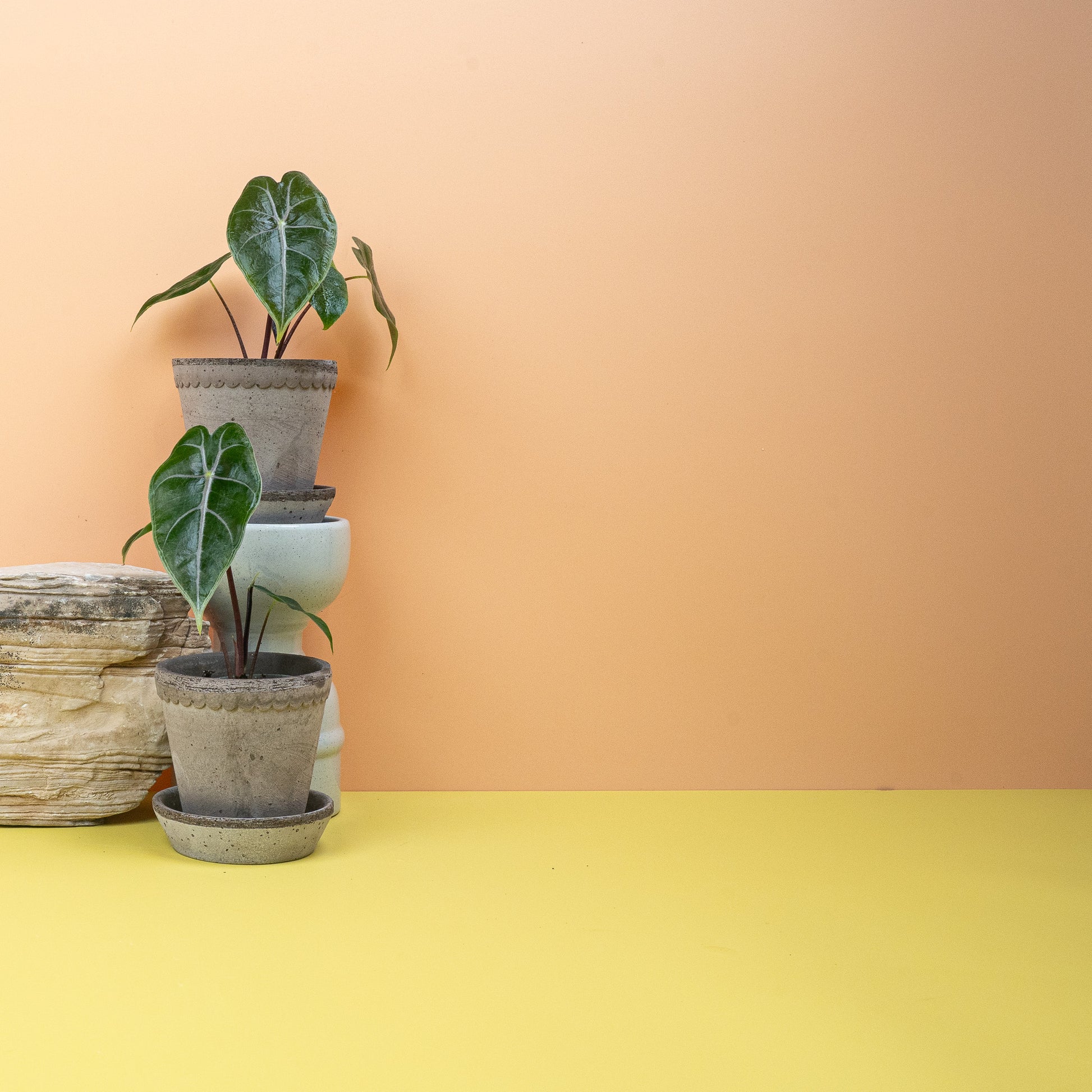 ALOCASIA LONGILOBA PURPLE VEIN online bestellen bei potflourri
