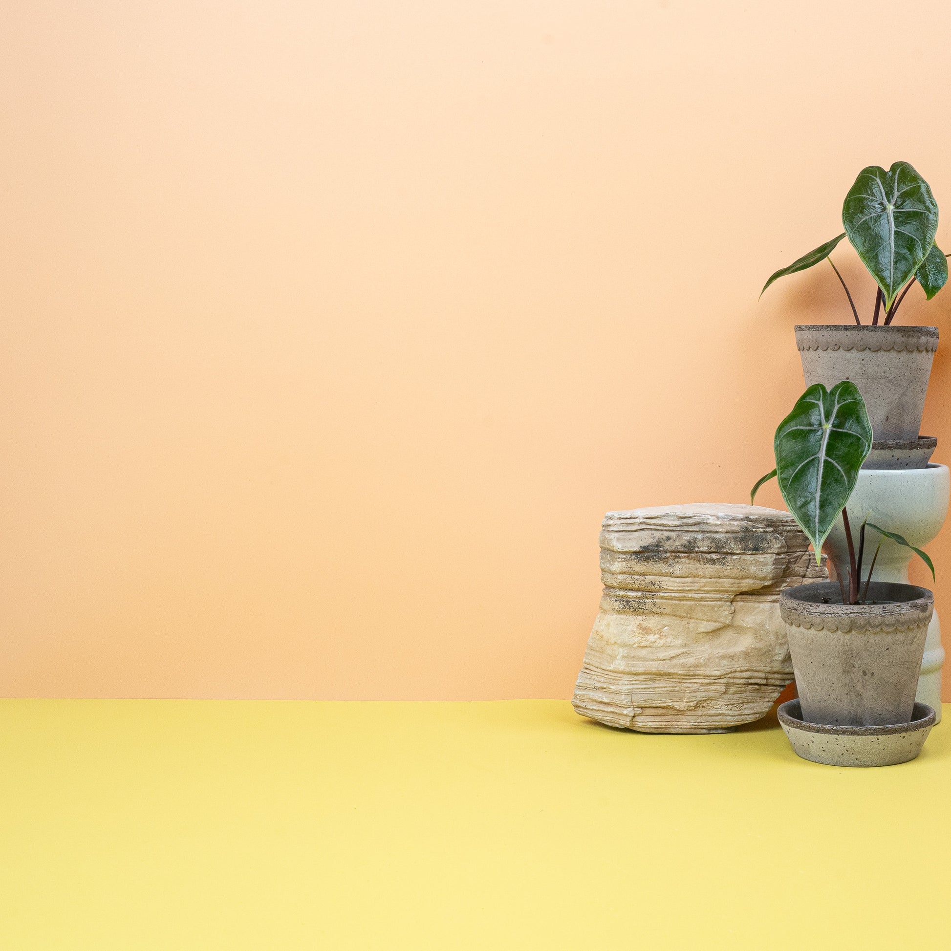 ALOCASIA LONGILOBA PURPLE VEIN online bestellen bei potflourri