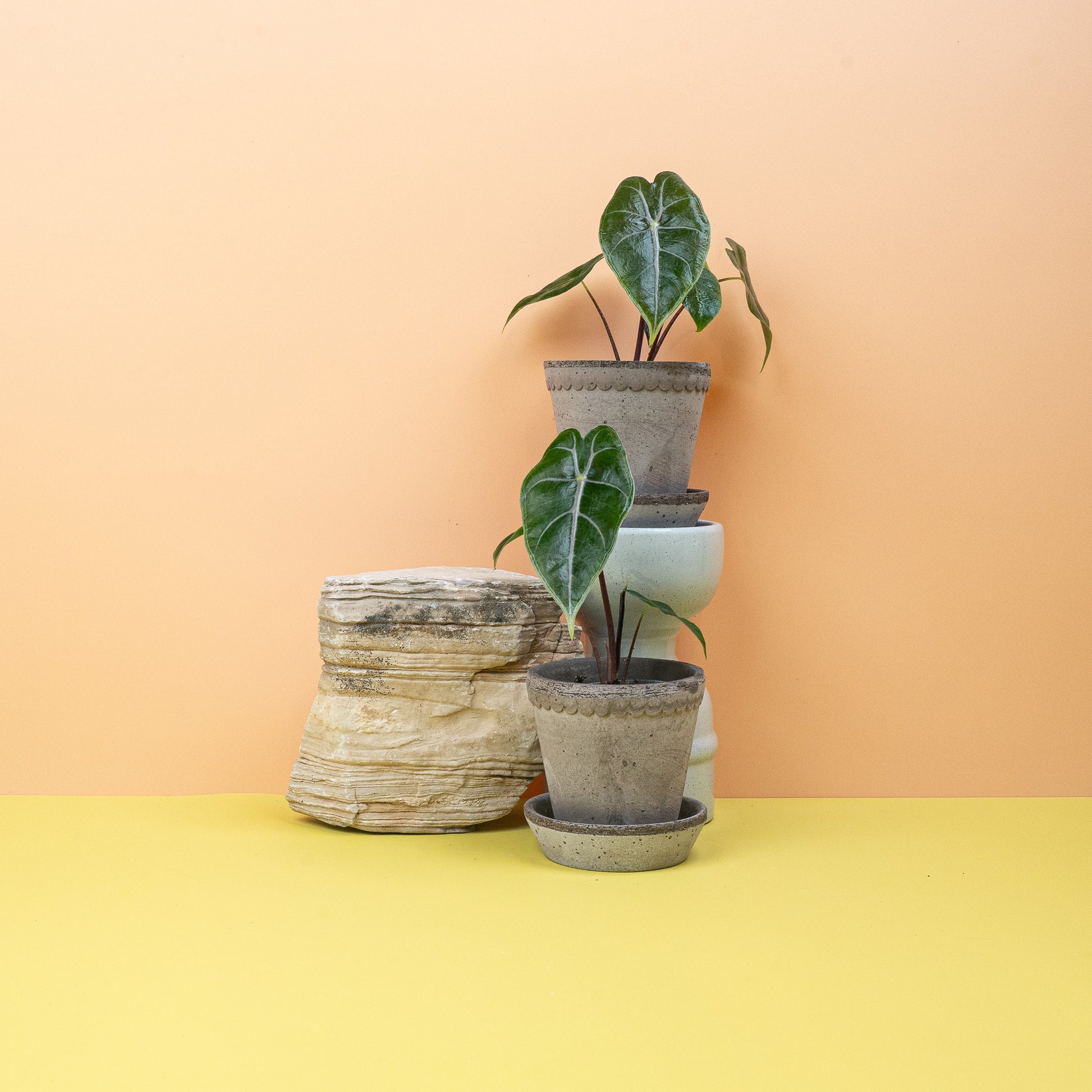 ALOCASIA LONGILOBA PURPLE VEIN online bestellen bei potflourri