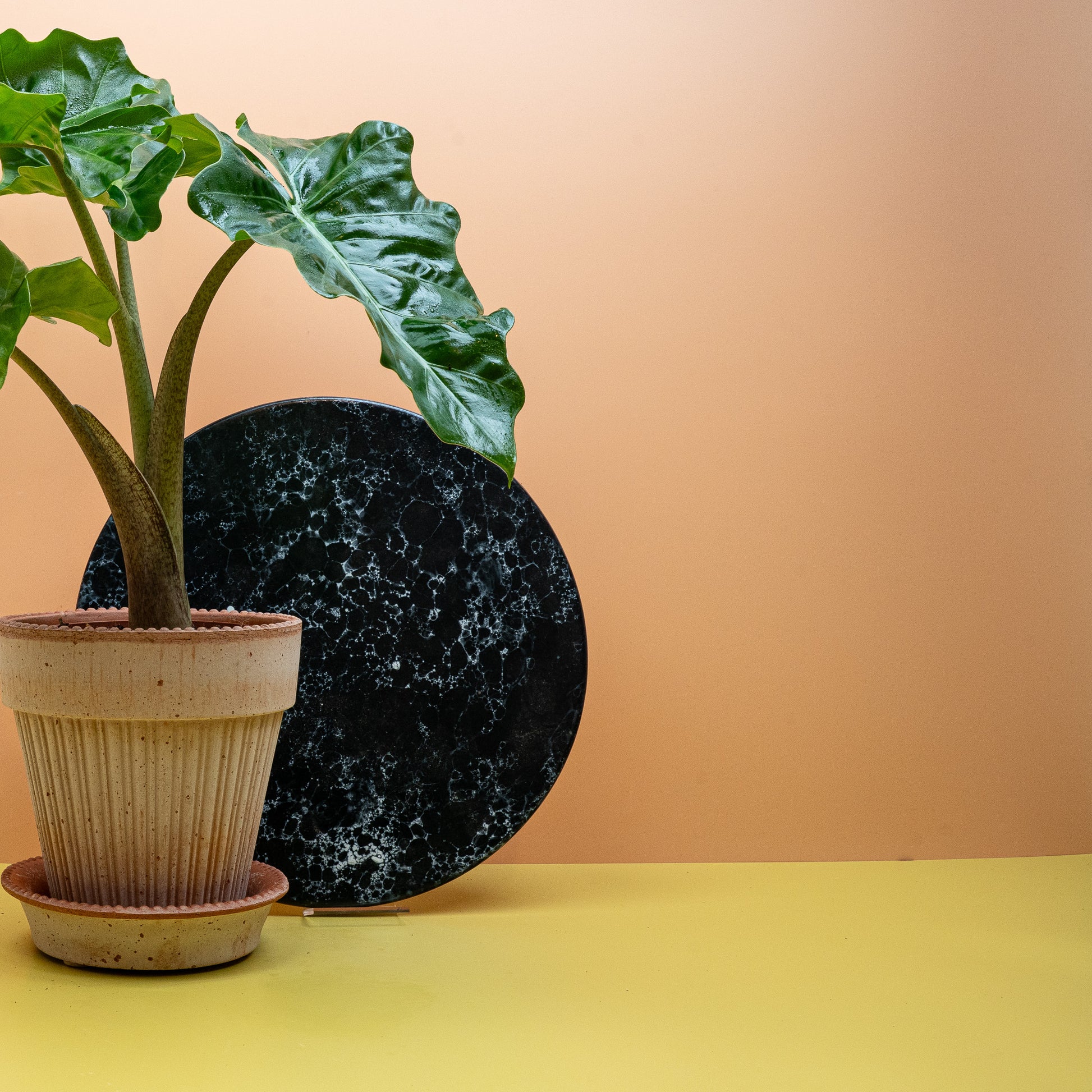 ALOCASIA LOW RIDER online bestellen bei potflourri