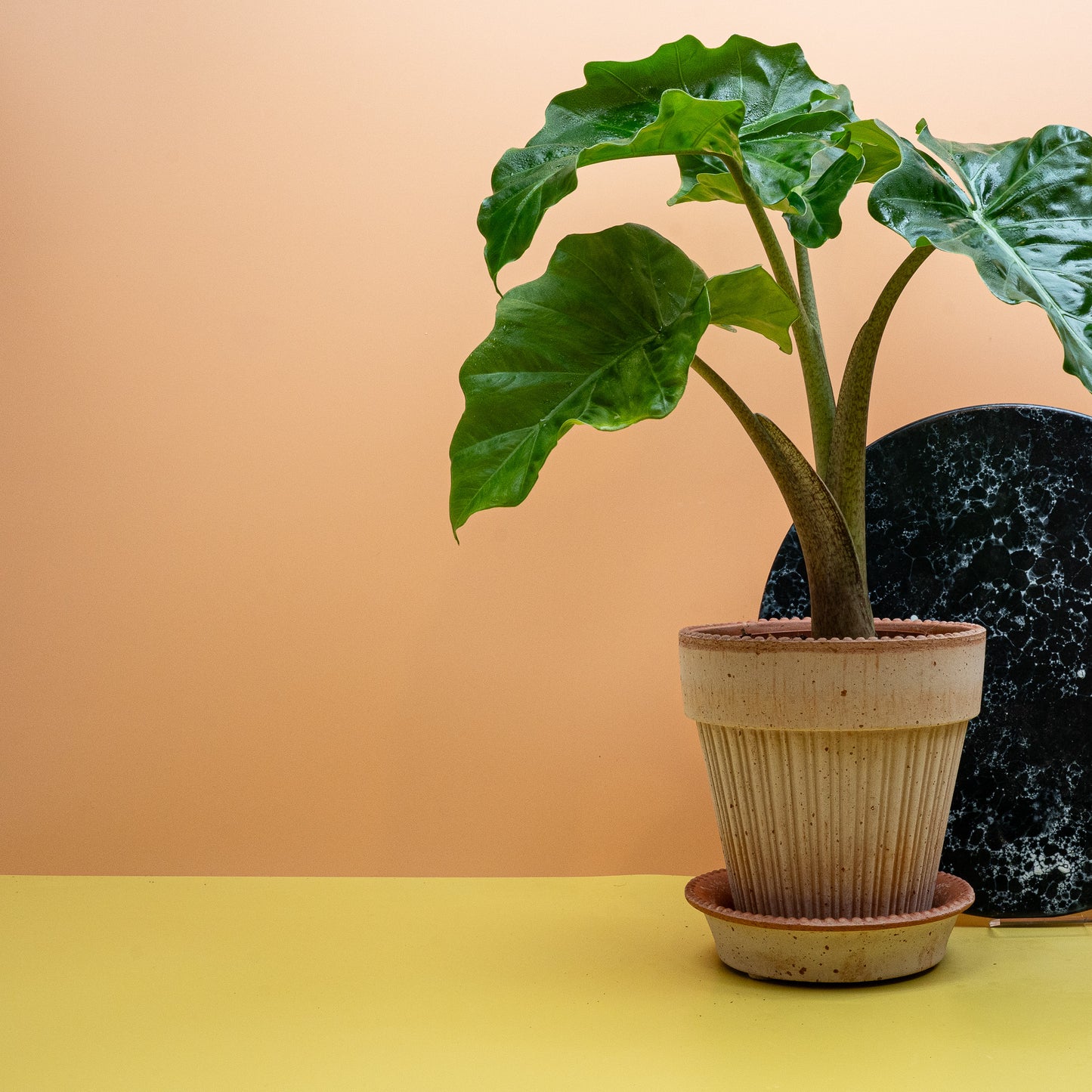 ALOCASIA LOW RIDER online bestellen bei potflourri