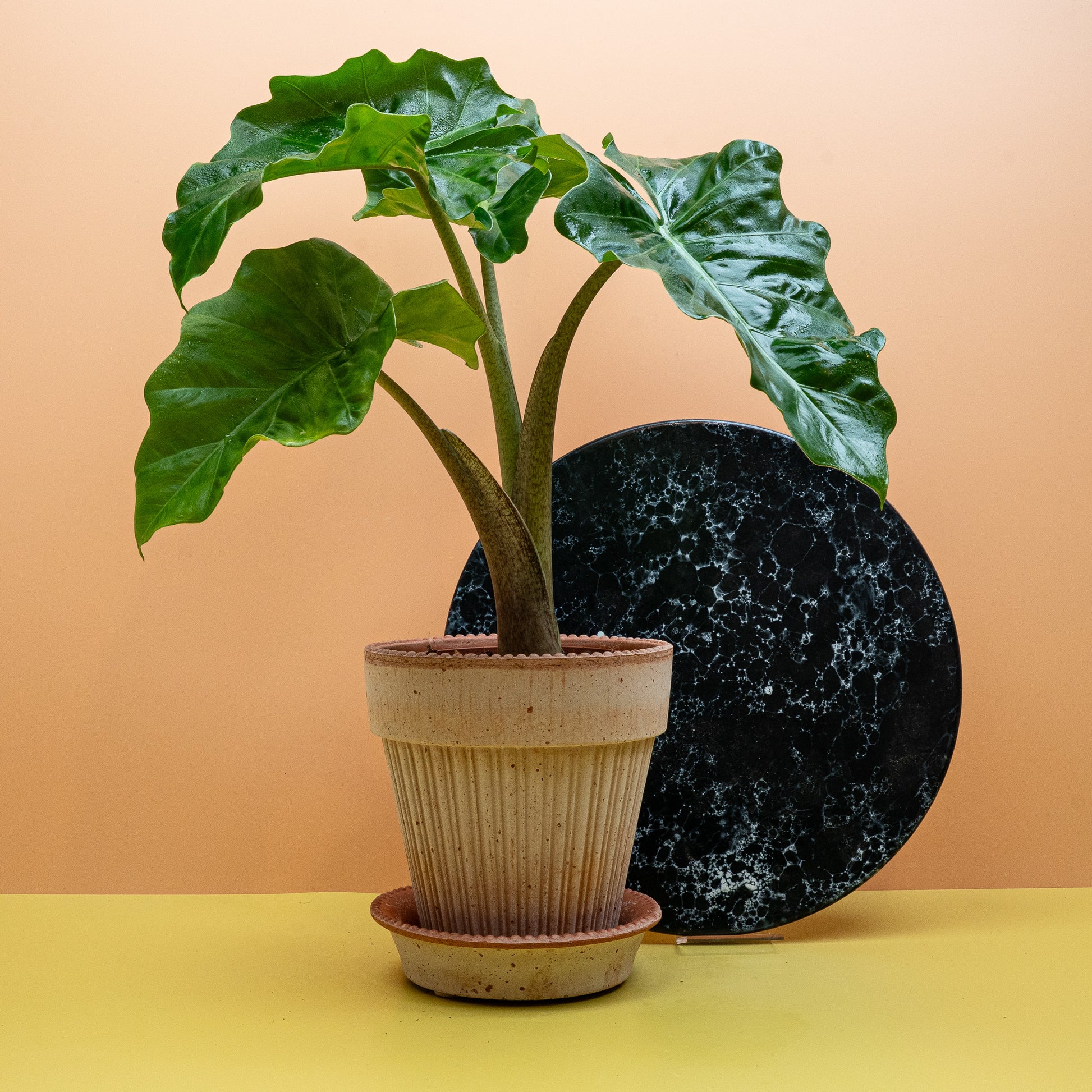 ALOCASIA LOW RIDER online bestellen bei potflourri