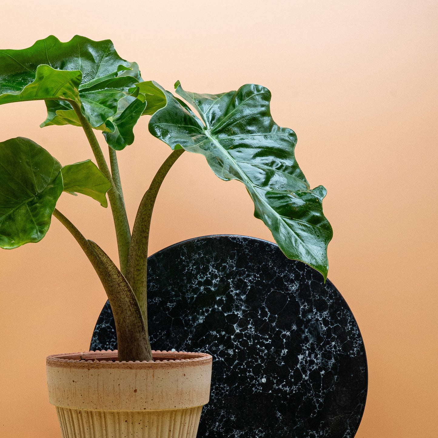 ALOCASIA LOW RIDER online bestellen bei potflourri