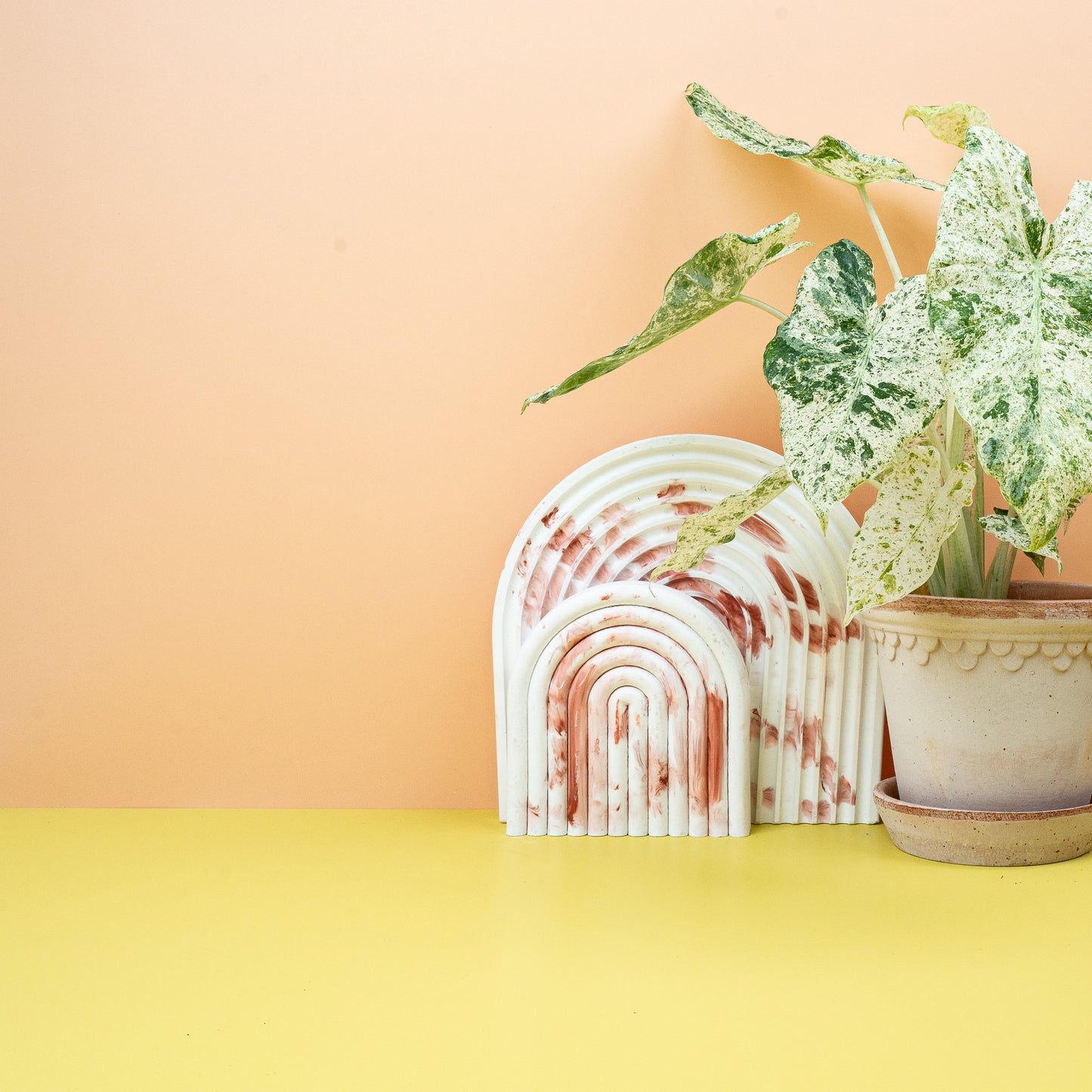 ALOCASIA MACRORRHIZA SPLASH online bestellen bei potflourri