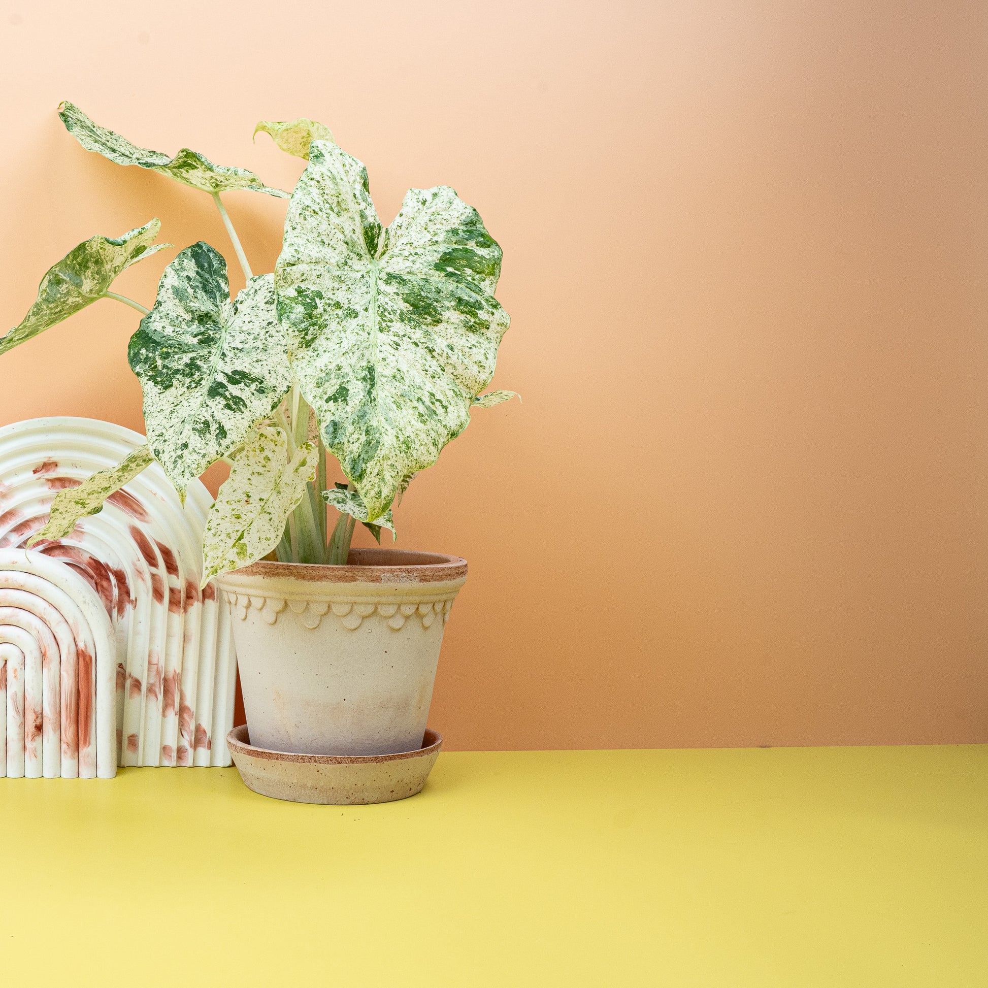 ALOCASIA MACRORRHIZA SPLASH online bestellen bei potflourri