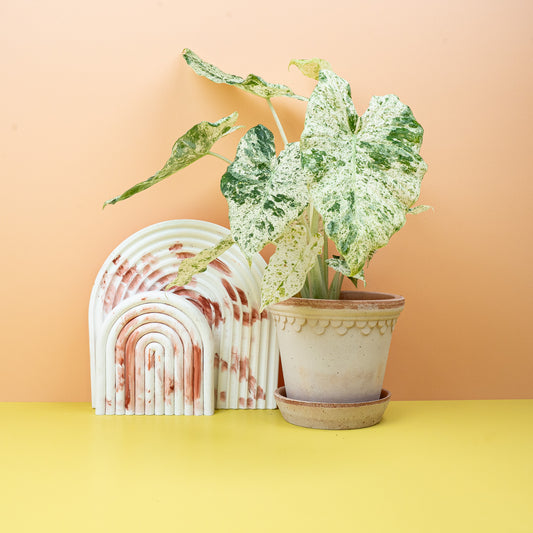ALOCASIA MACRORRHIZA SPLASH online bestellen bei potflourri