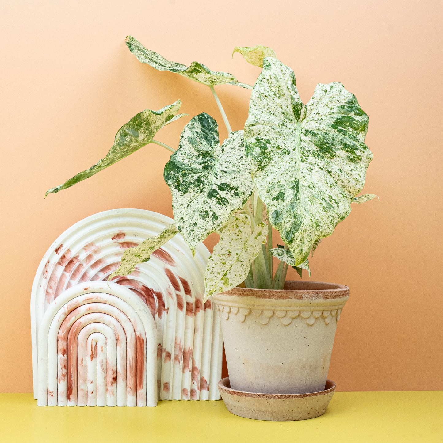 ALOCASIA MACRORRHIZA SPLASH