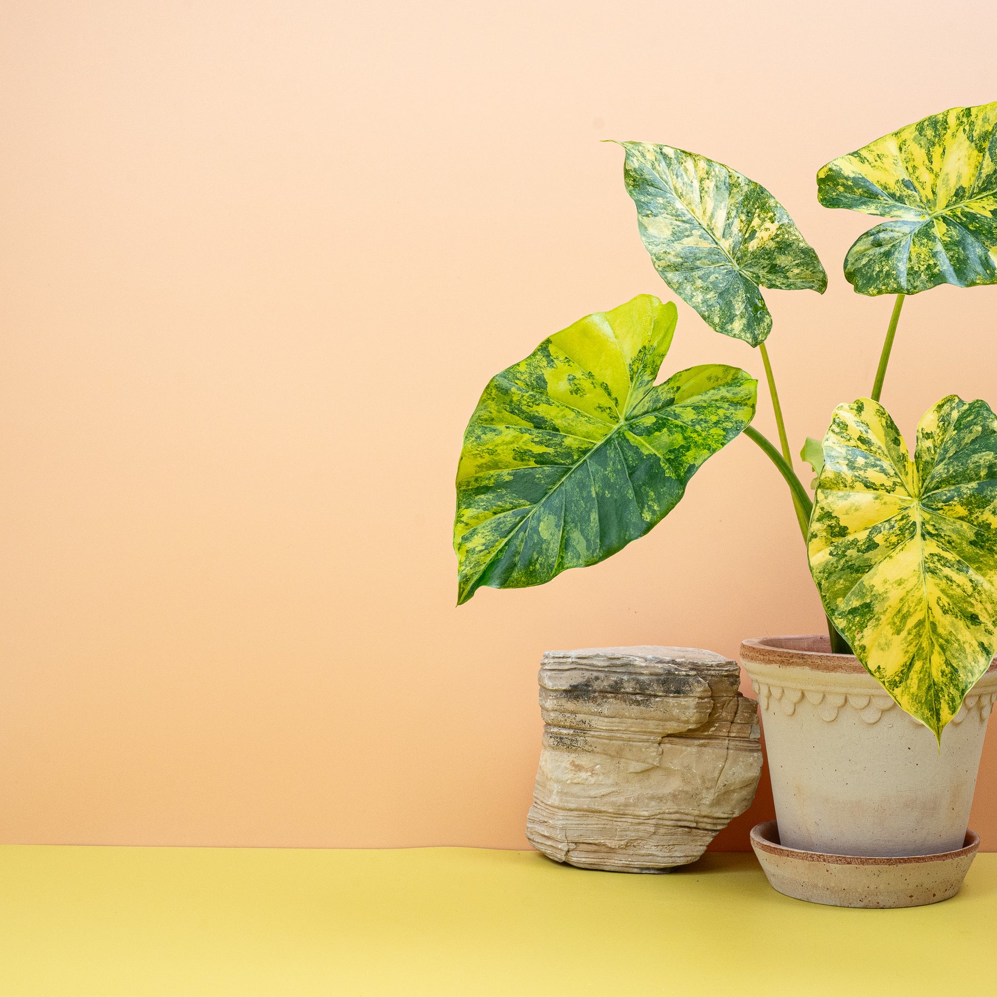 ALOCASIA MACRORRHIZA VARIEGATA AUREA online bestellen bei potflourri