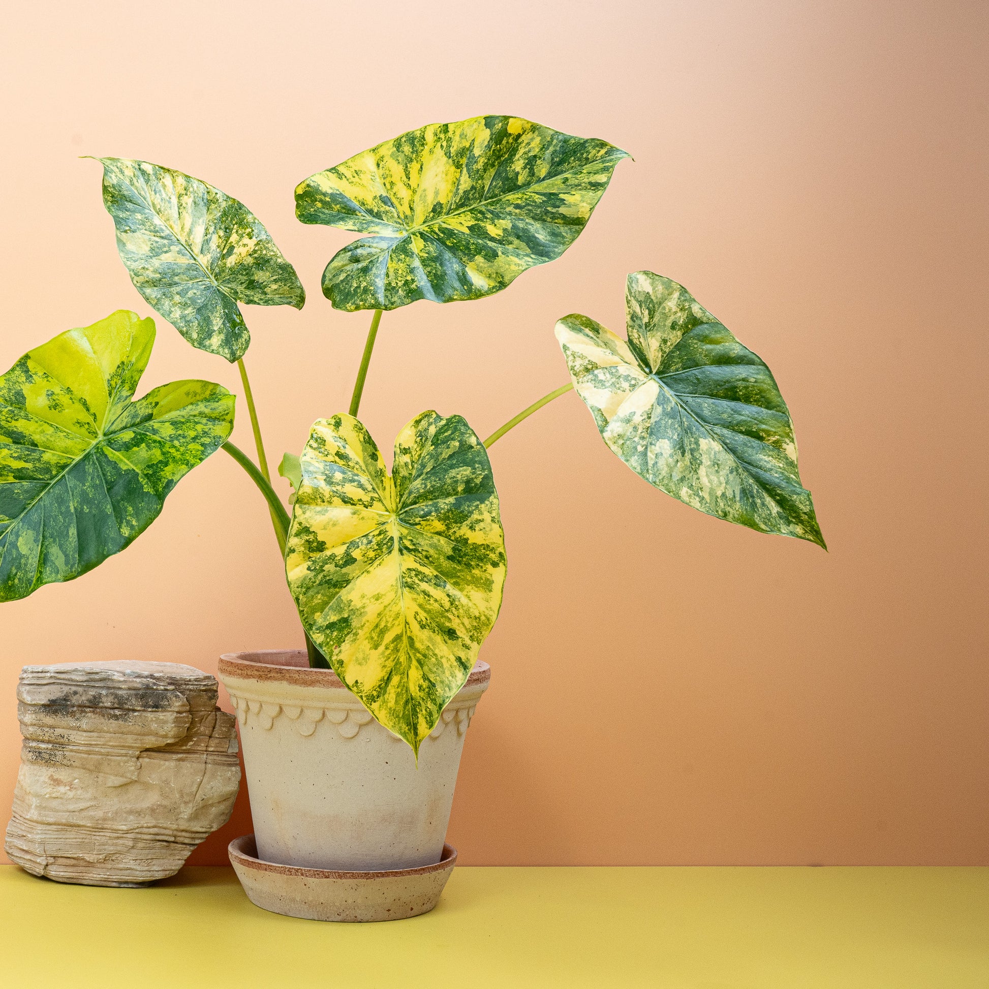 ALOCASIA MACRORRHIZA VARIEGATA AUREA online bestellen bei potflourri